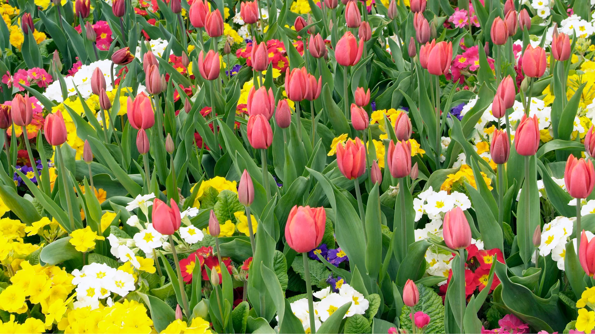 Bunte Primeln und Tulpen auf einer Wiese