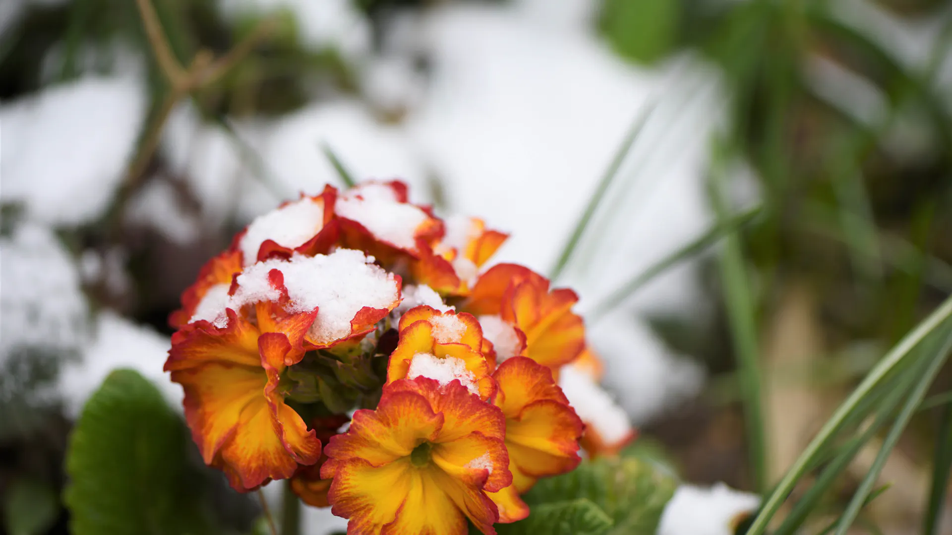 Primel mit Schnee bedeckt