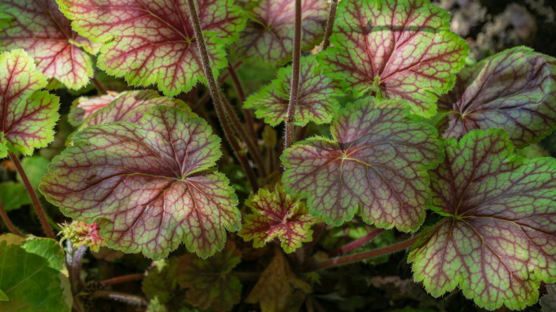 Blätter am Purpurglöckchen