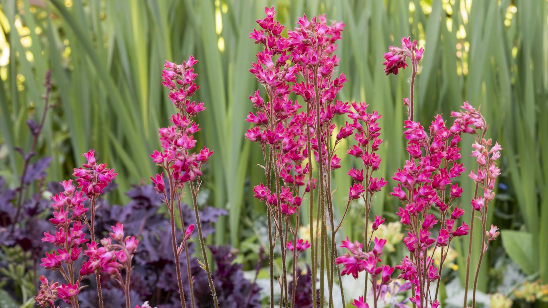 Blühendes Purpurglöckchen