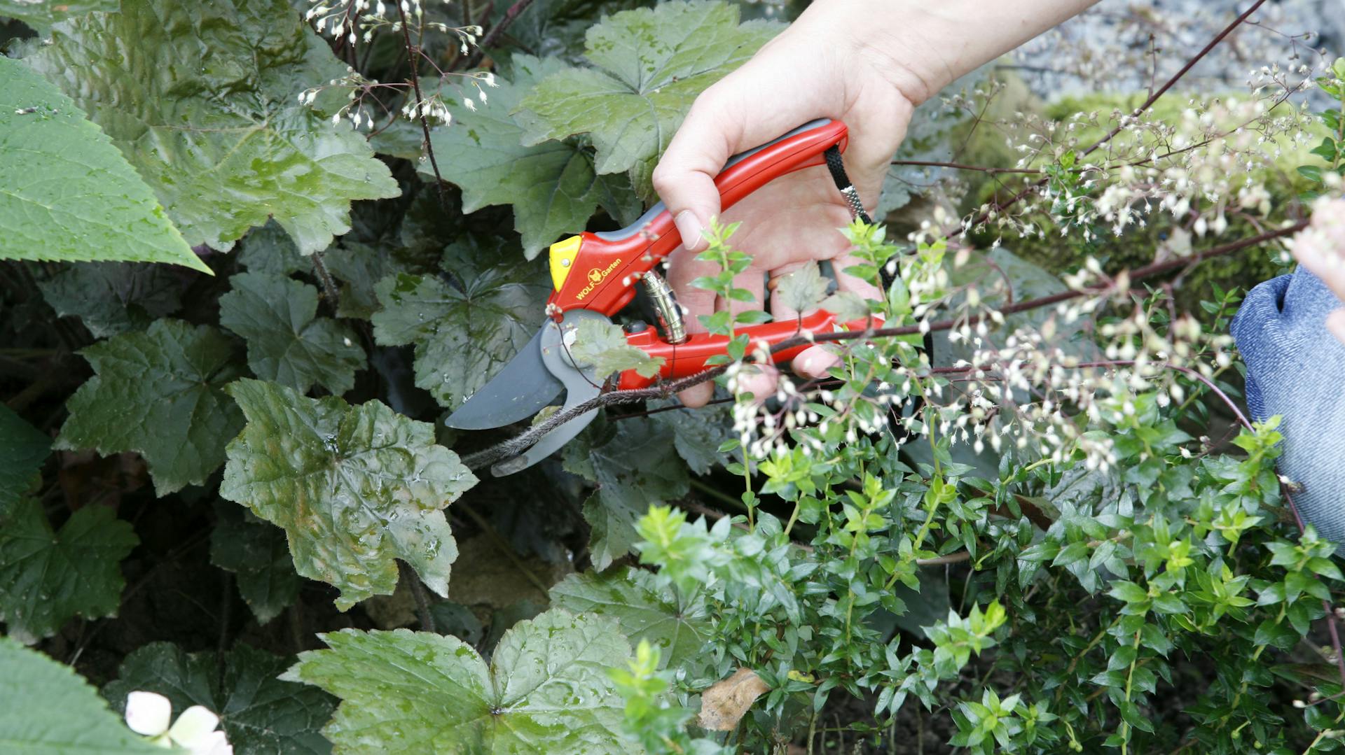 Purpurglöckchen werden mit einer Gartenschere beschnitten