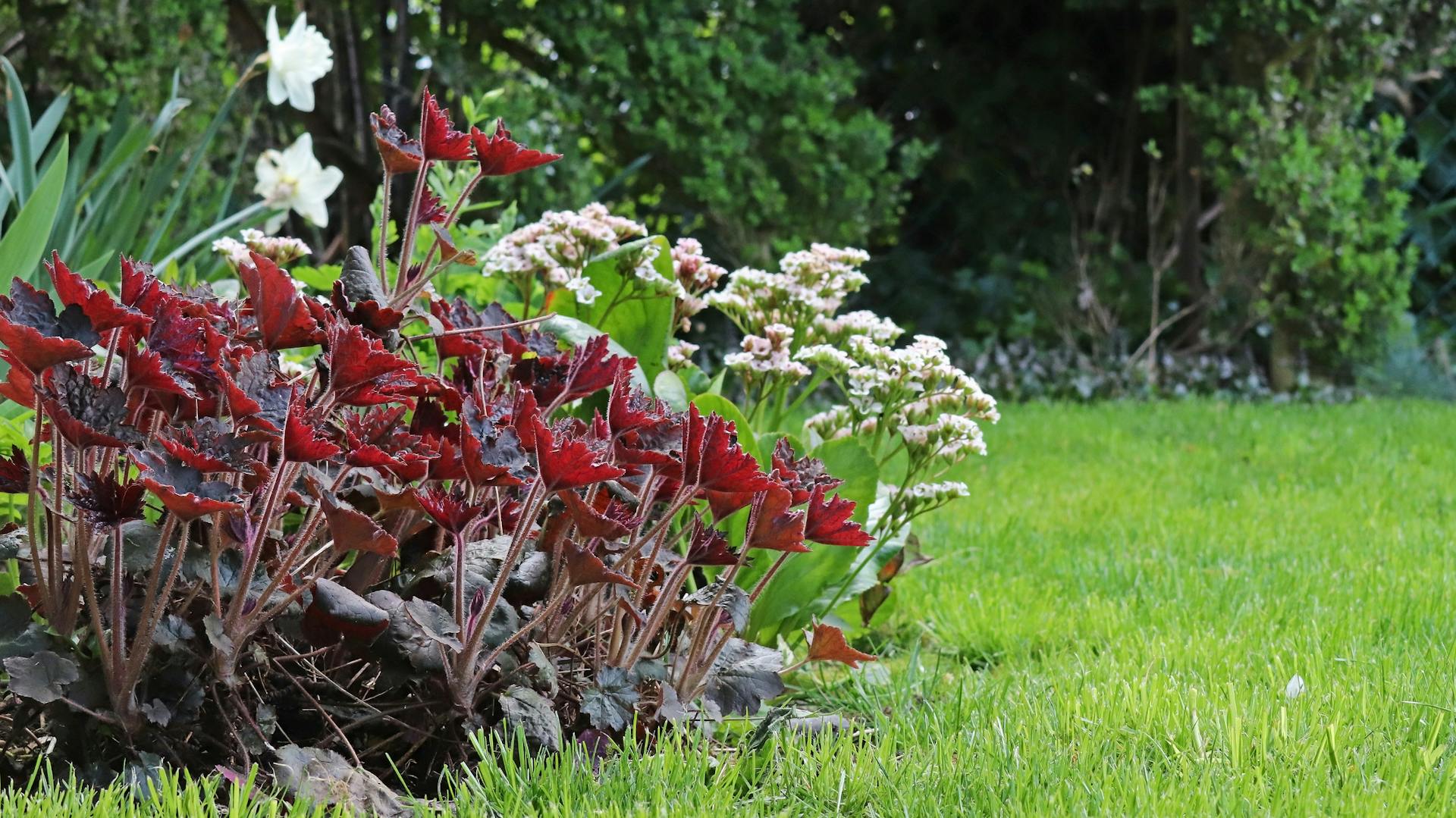 Purpurglöckchen im Garten
