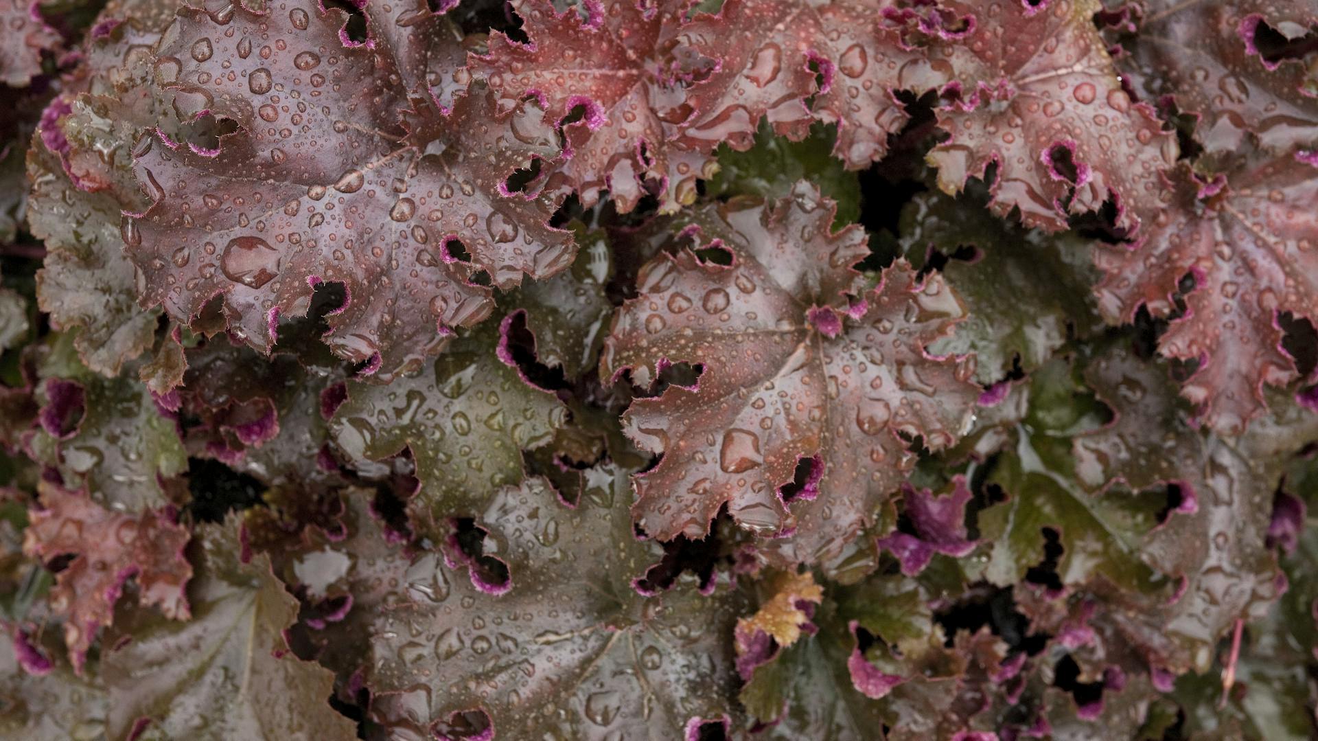 Kleinblütiges Purpurglöckchen