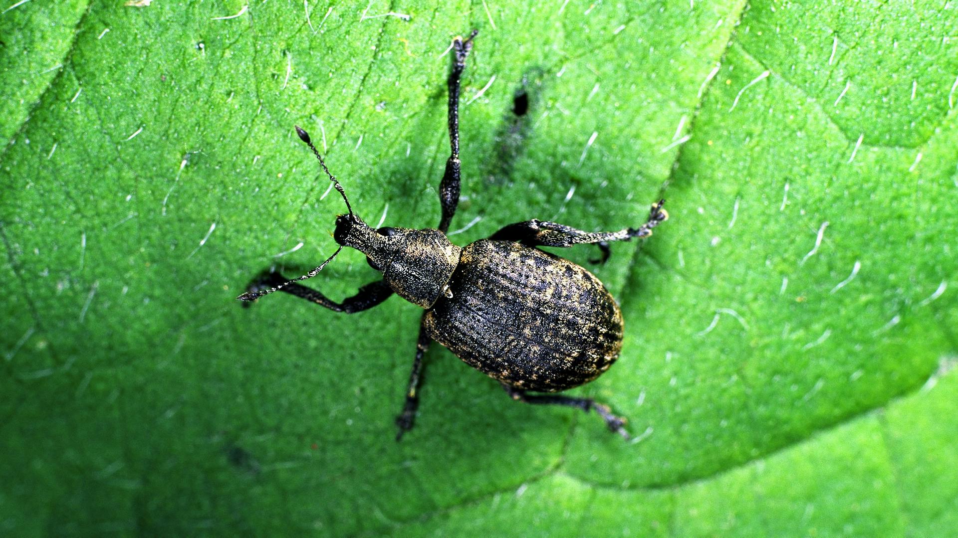 Dickmaulrüssler auf einem Blatt