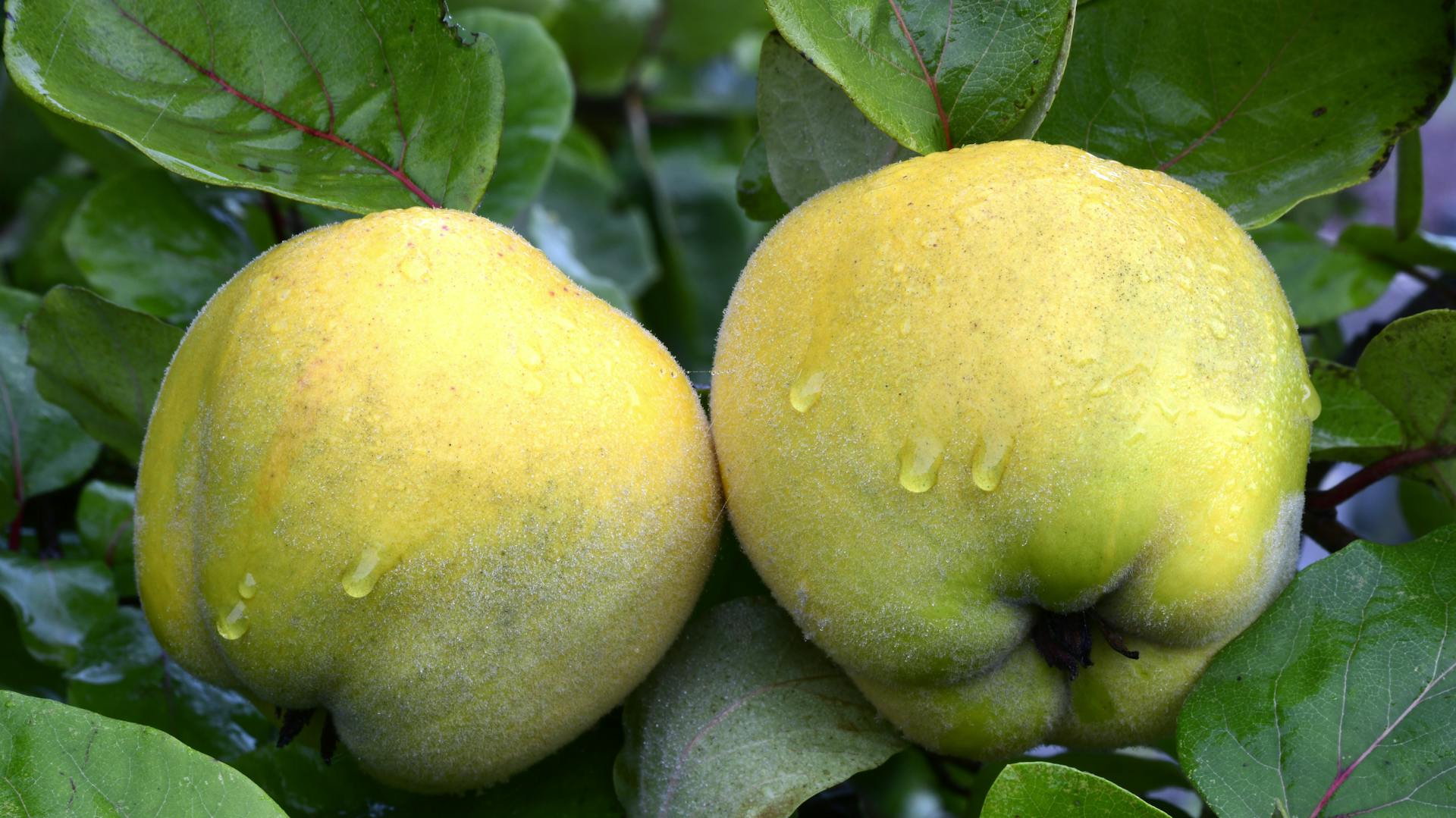 Zwei Quitten an einem Baum.