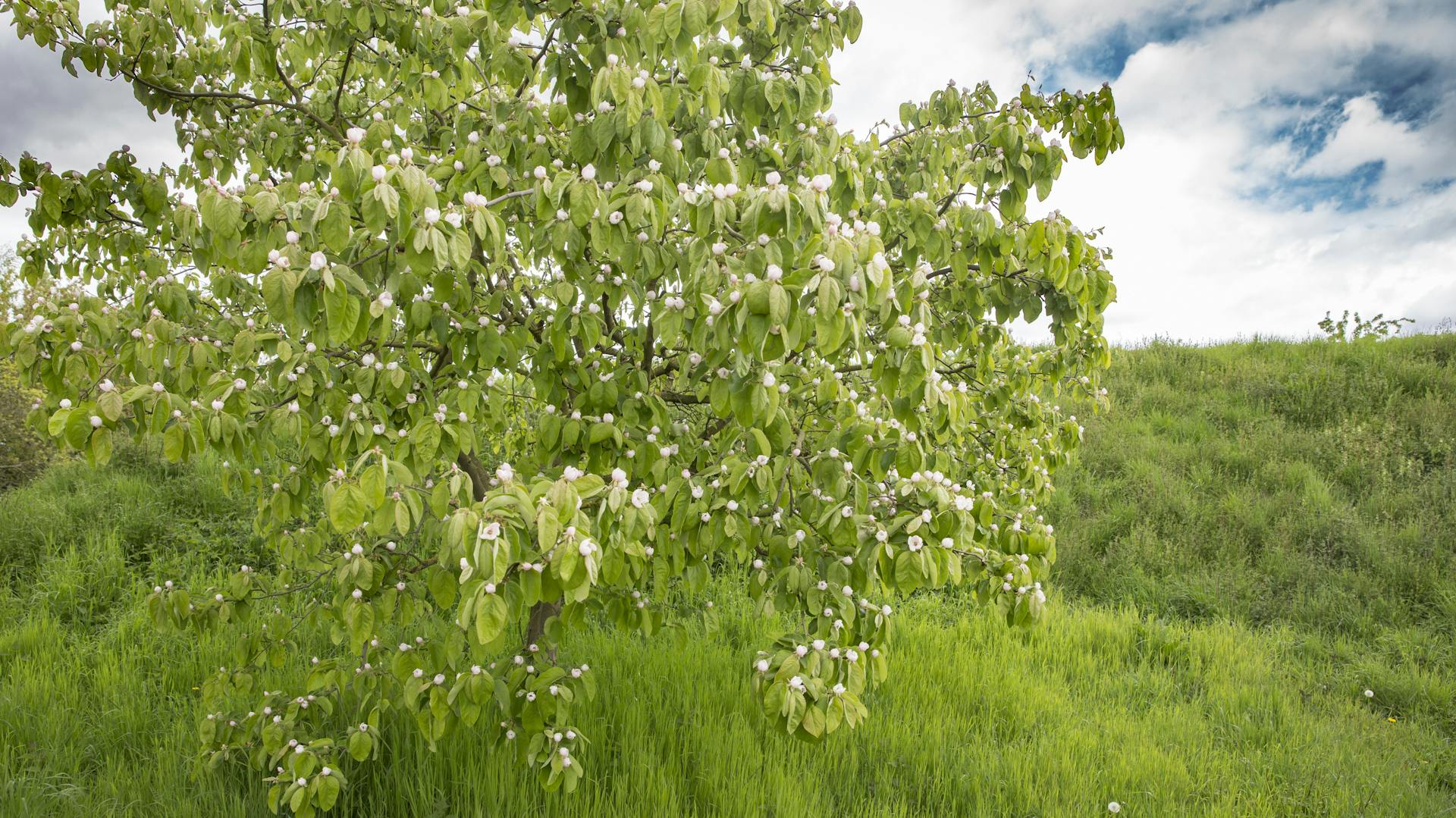 Blühender Quittenbaum