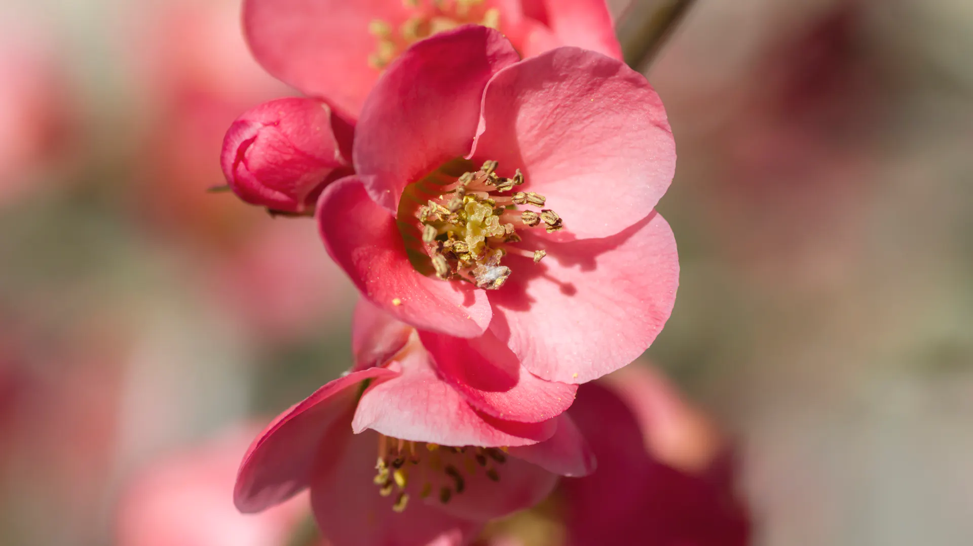 Nahaufnahme von rosa Blüten eines Quittenbaums.