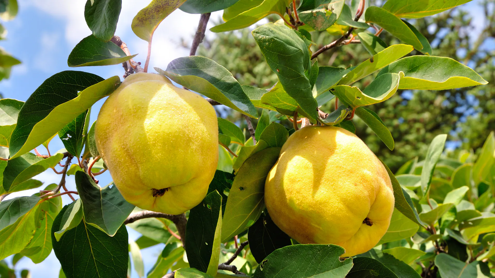Zwei ausgereifte Quitten hängen an einem Baum.