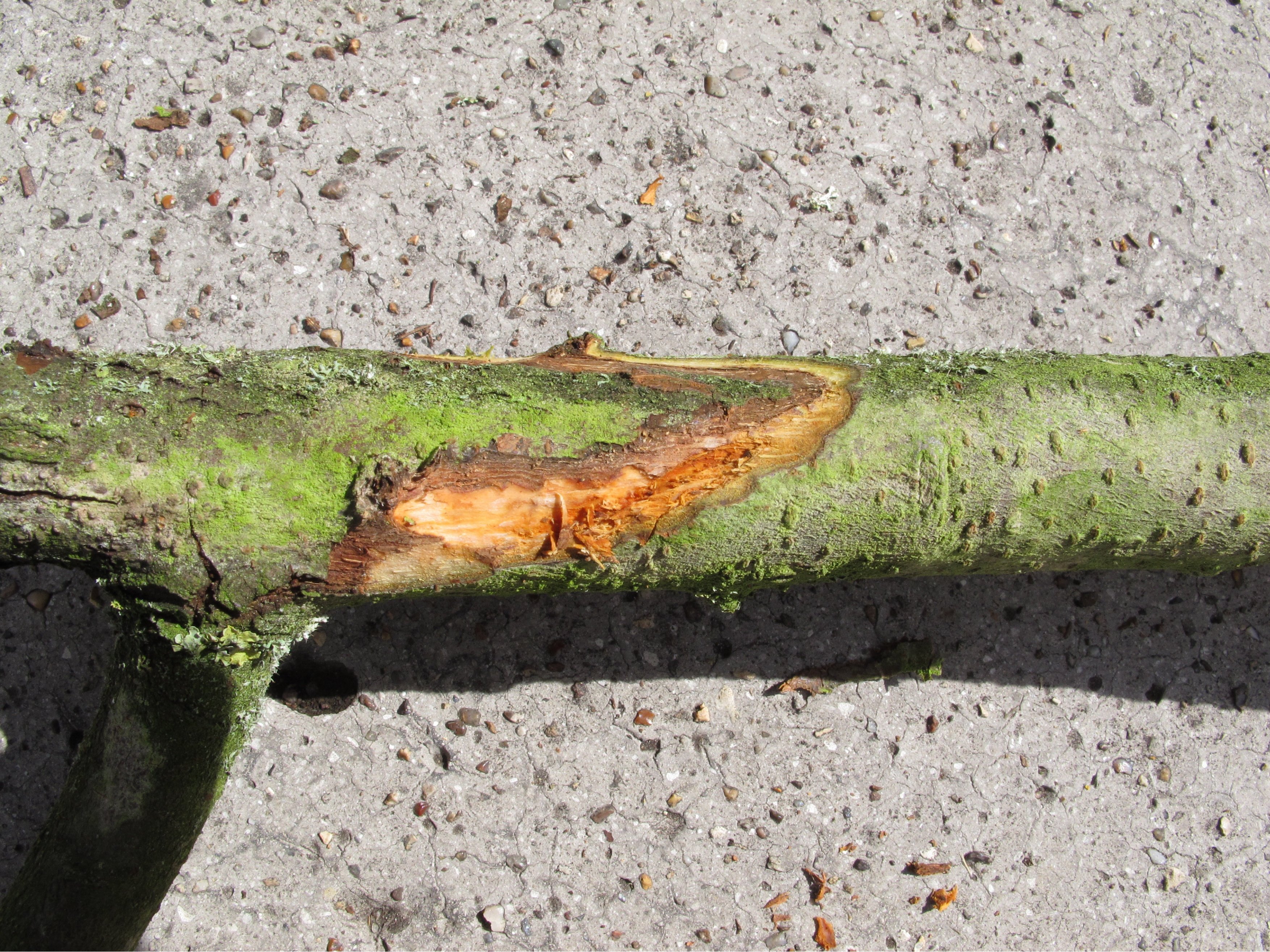 Quittenbaum Wissenswertes zur Pflanze und Pflege OBI