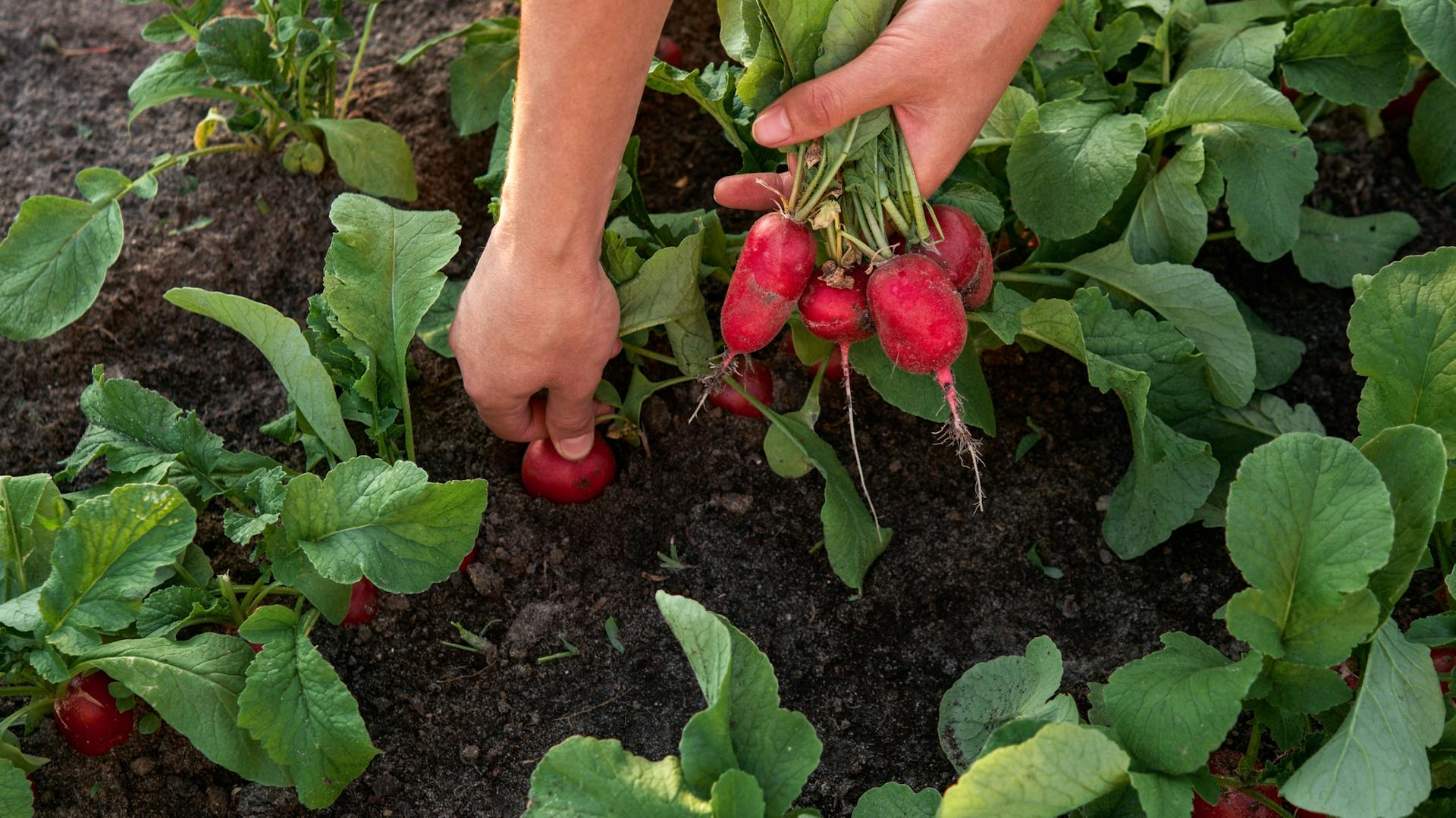Person zieht Radieschen aus der Erde.