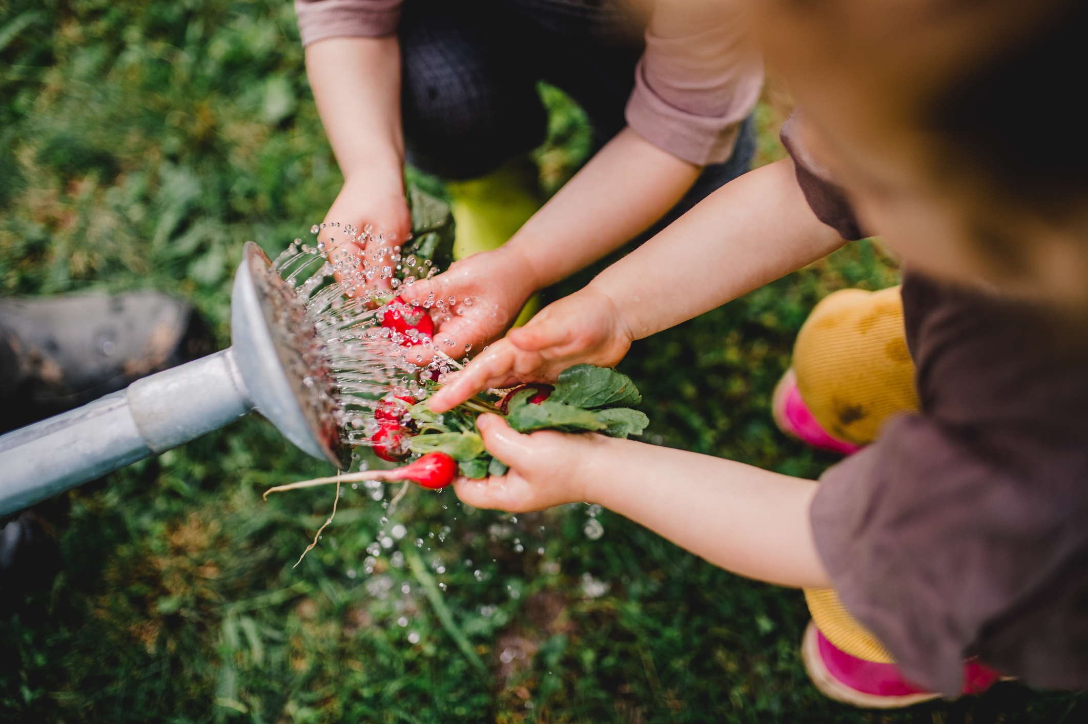 Zwei Kinder waschen Radieschen mit einer Gießkanne ab.