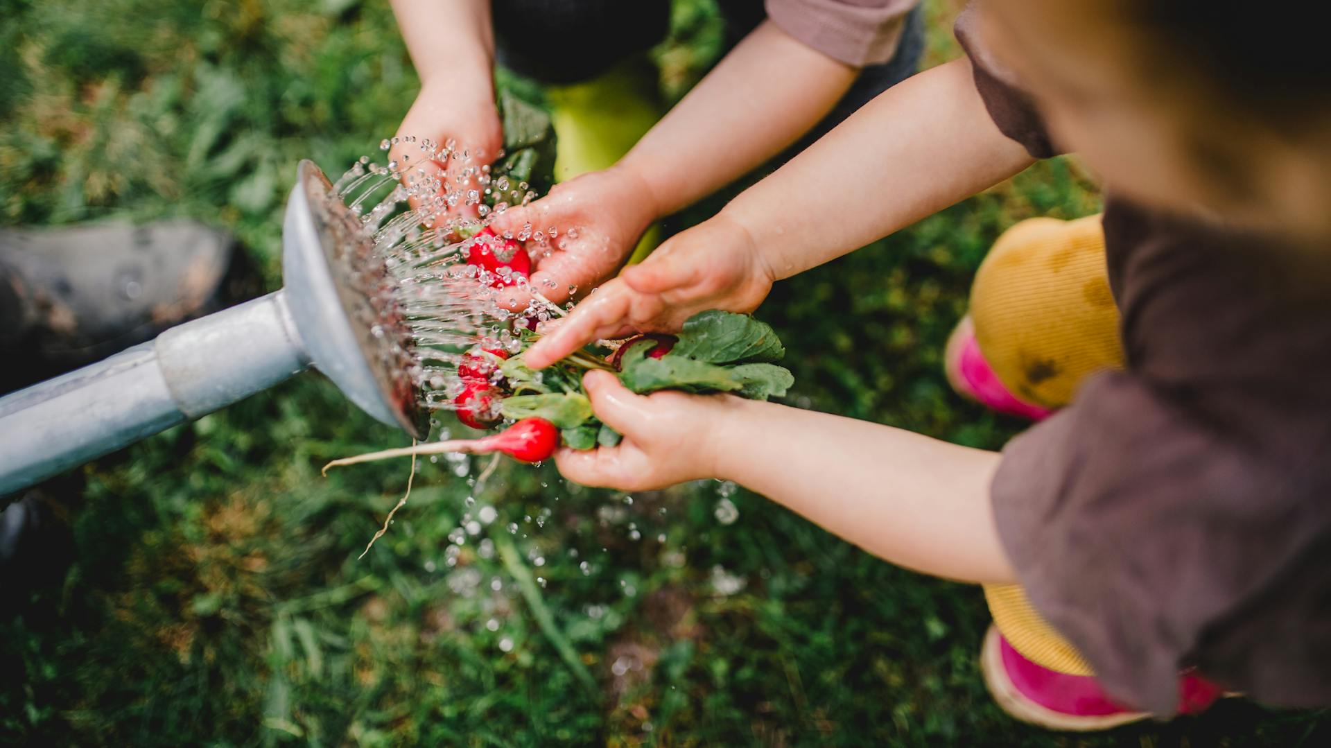 Zwei Kinder waschen Radieschen mit einer Gießkanne ab.