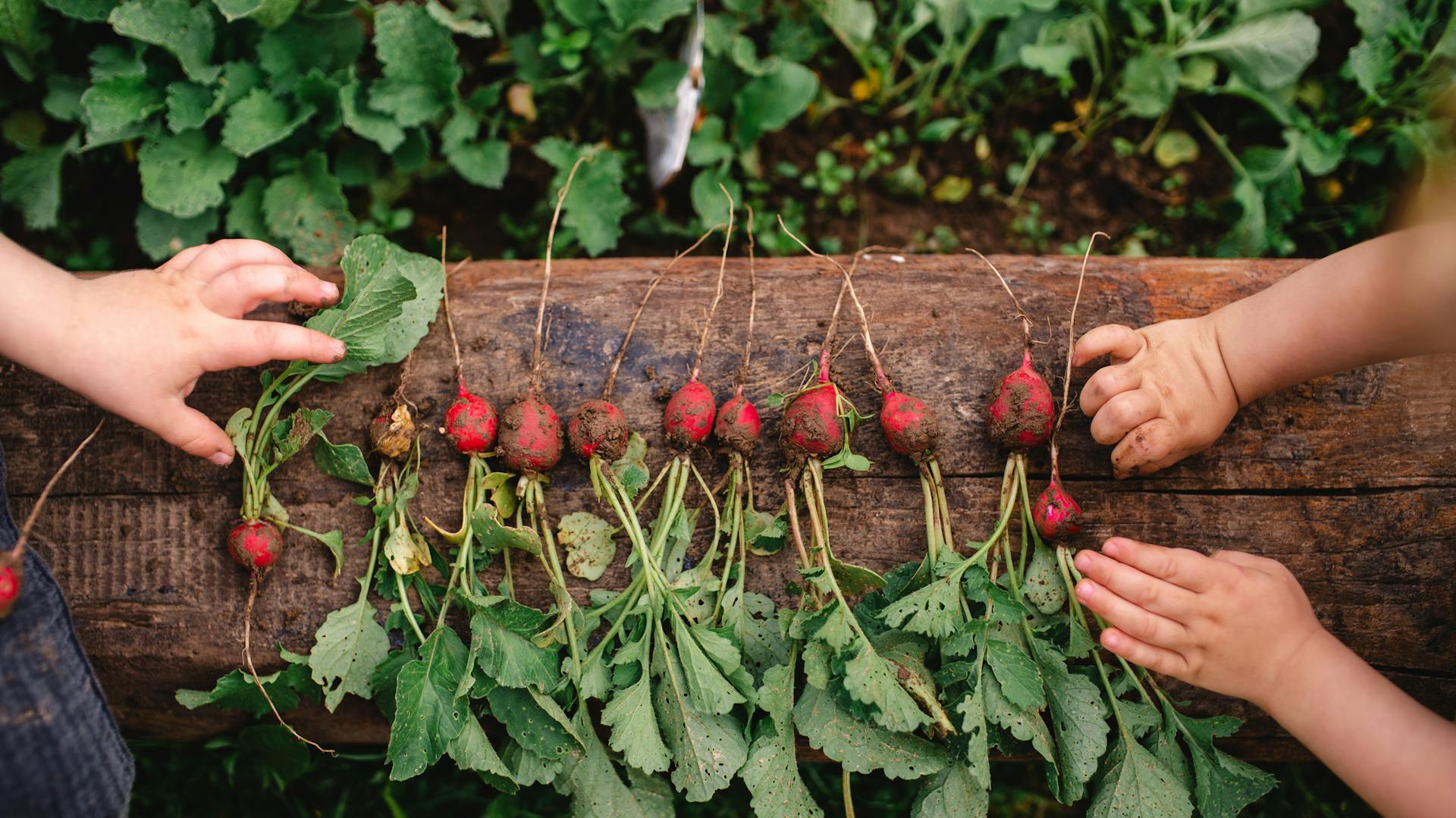 Radieschen liegen aufgereiht auf einem Holzstamm.