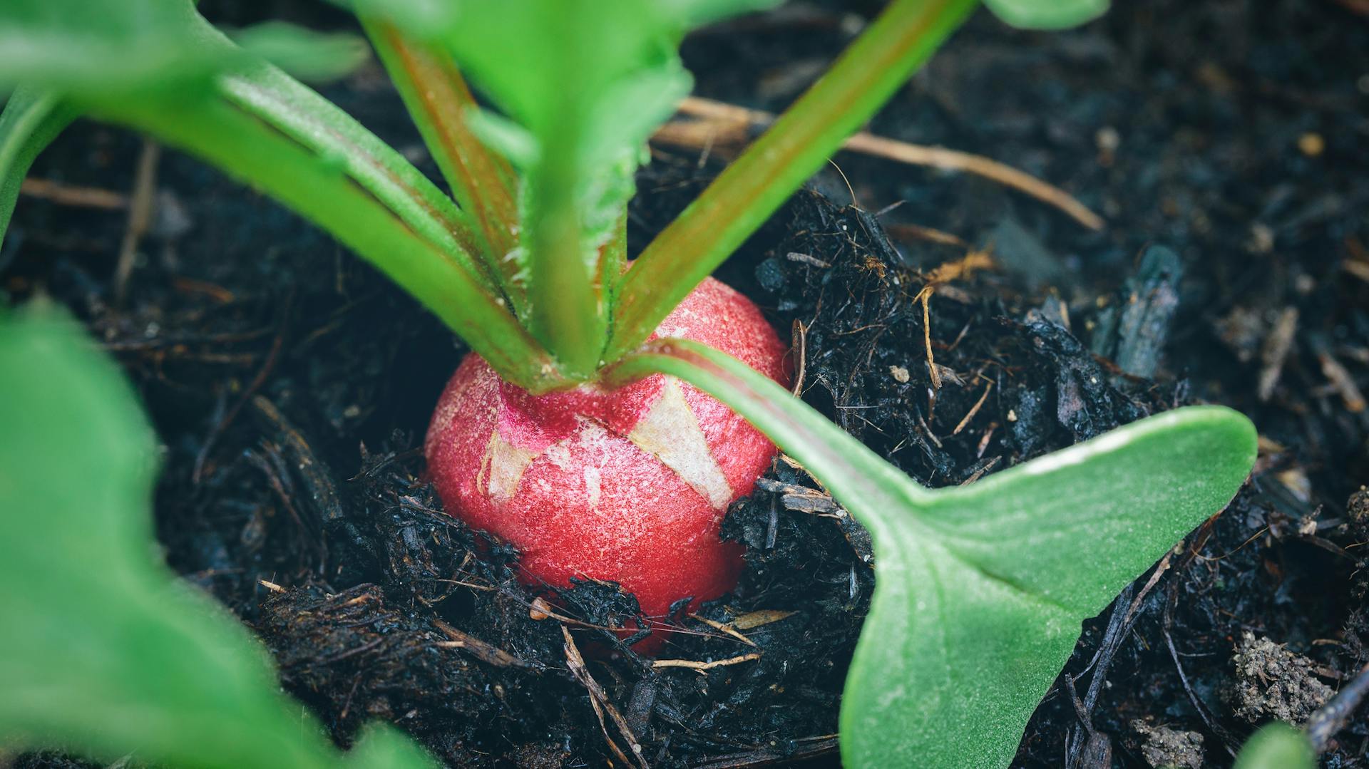 Nahaufnahme eines reifen Radieschens im Beet.