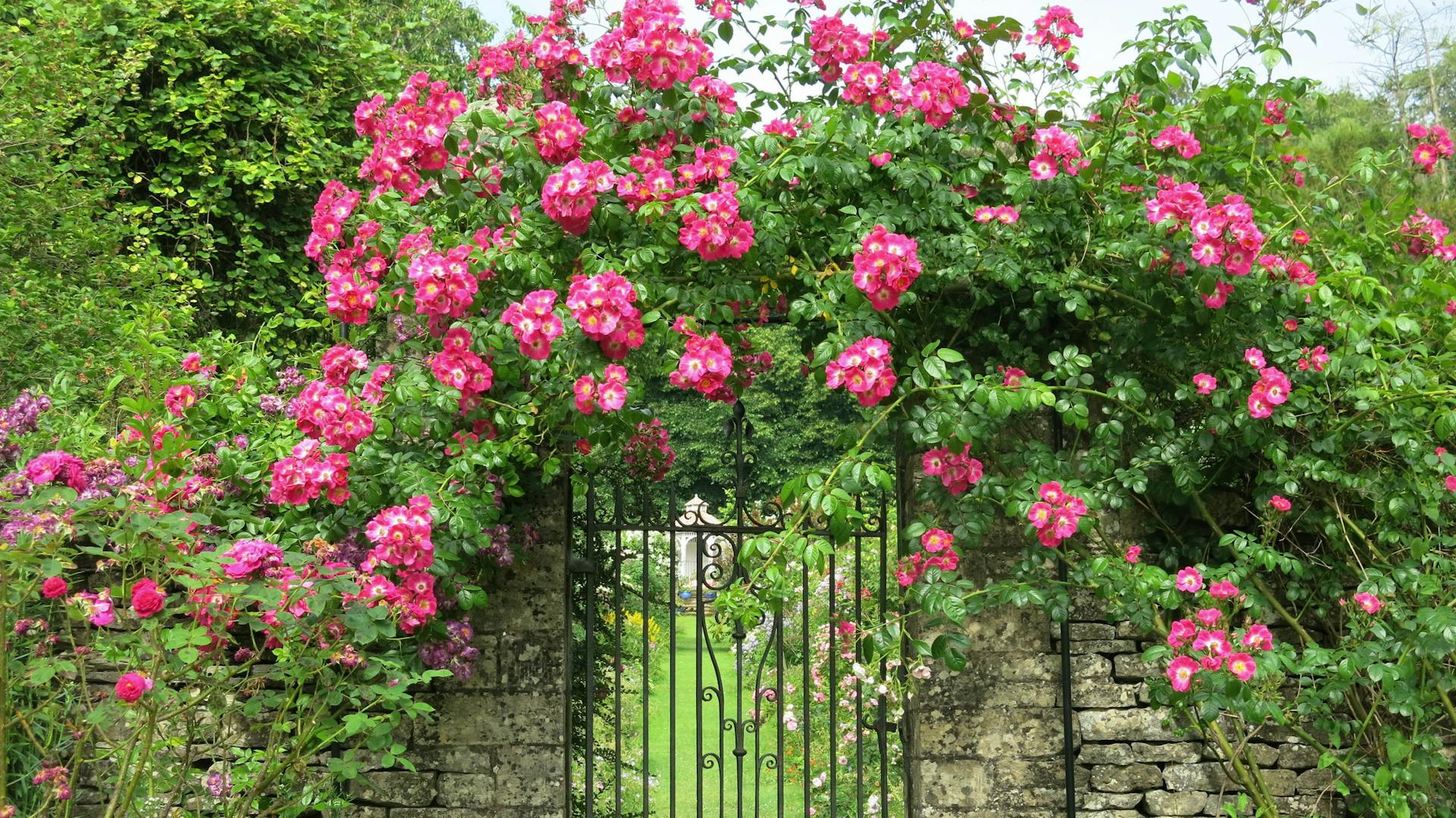 Ramblerrosen – Eigenschaften und Wissenswertes | OBI