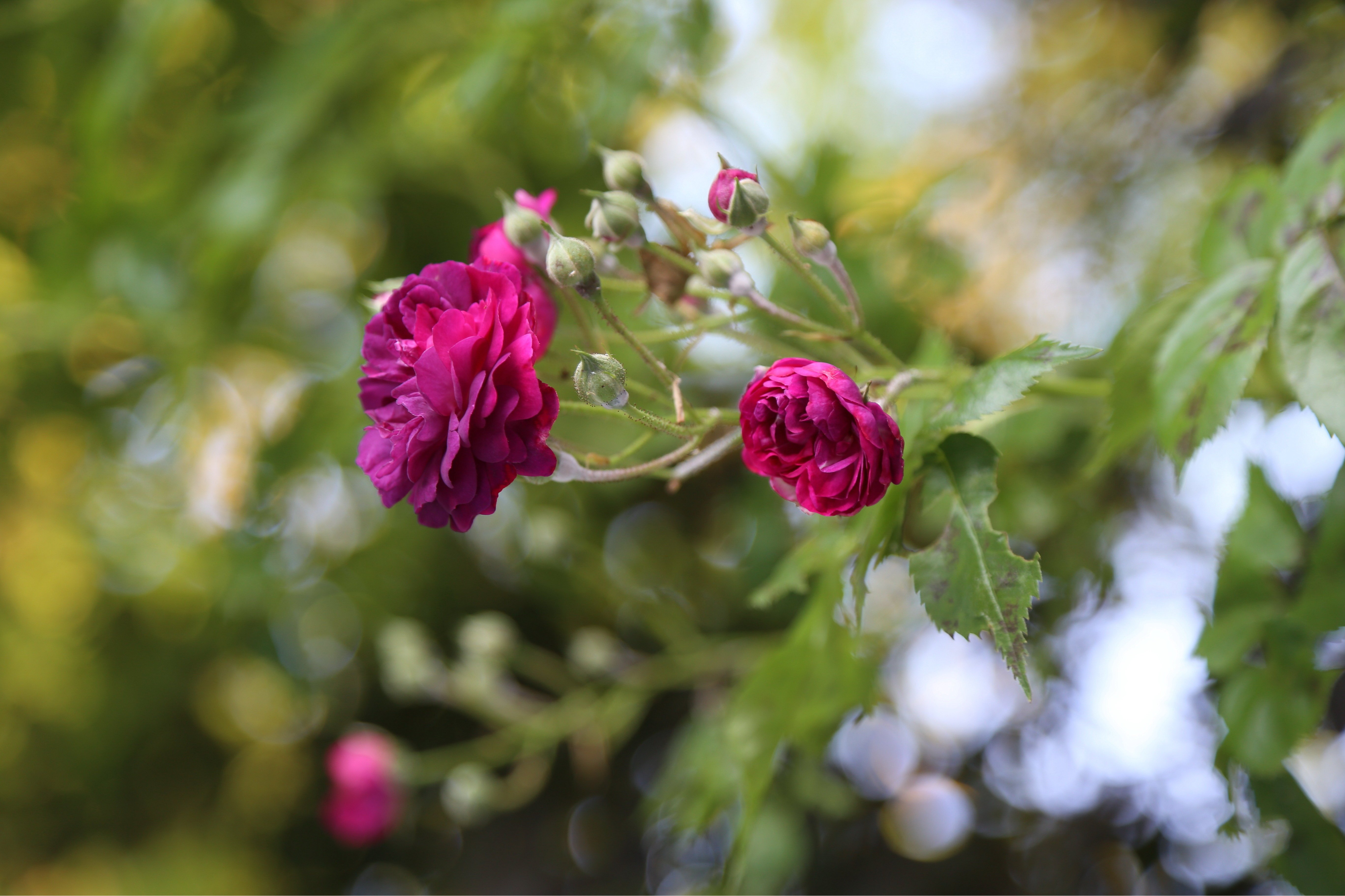 Ramblerrosen  Eigenschaften und Wissenswertes | OBI