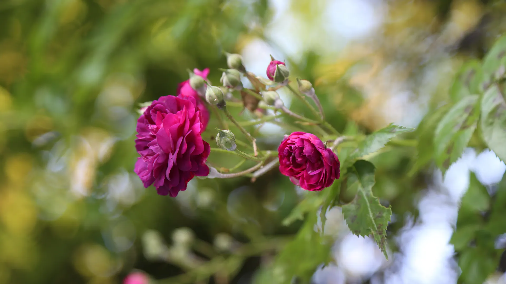Die Blüten der Ramblerrose blühen.
