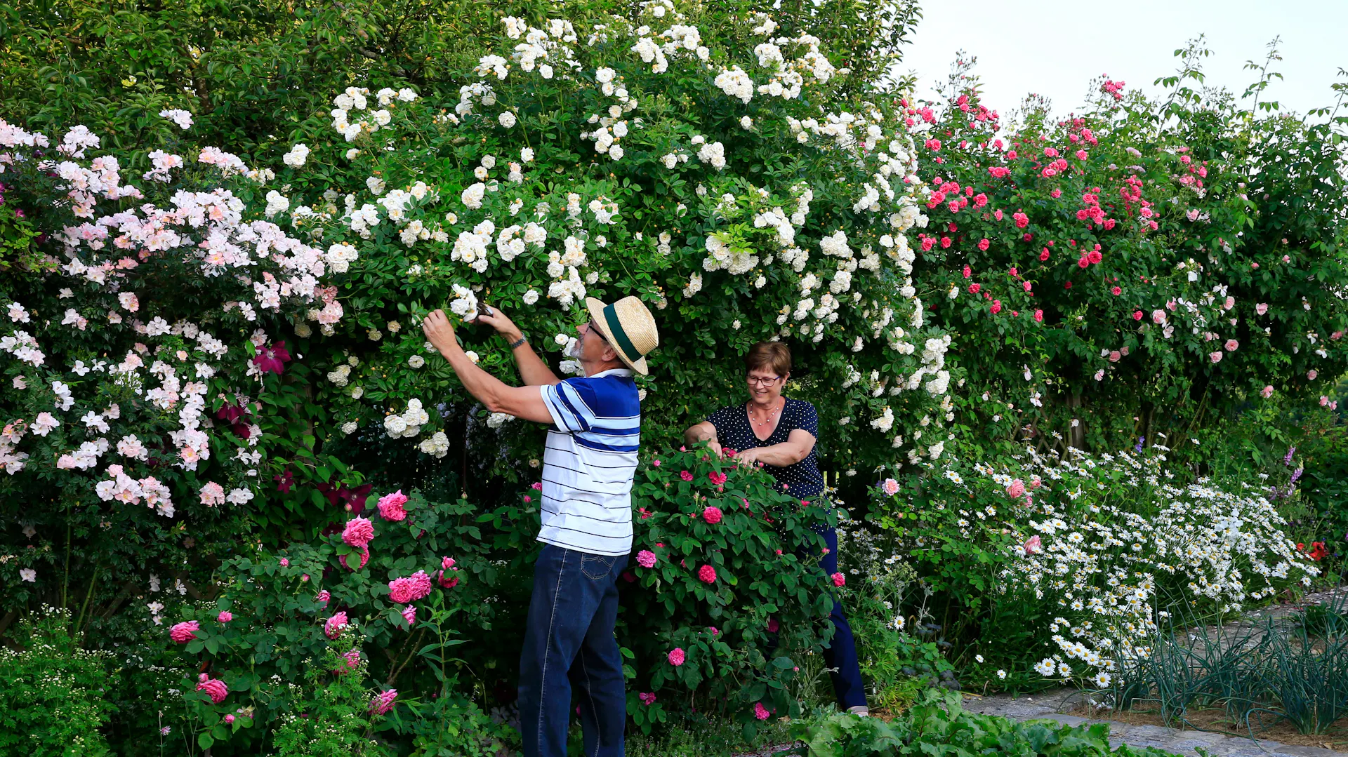 Ein Mann und eine Frau pflegen die Ramblerrosen im Garten.