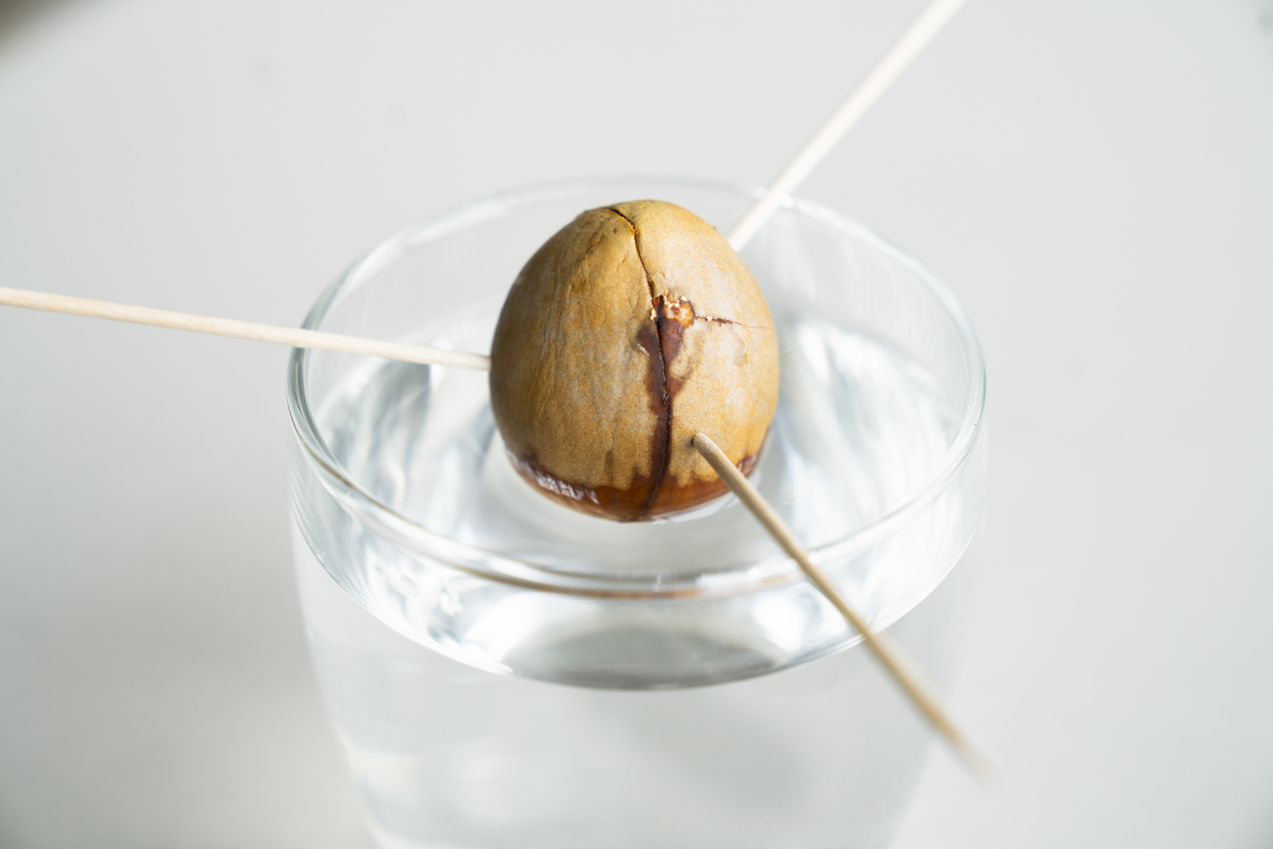 Aufgespießter Avocadokern in Wasserglas für Regrowing