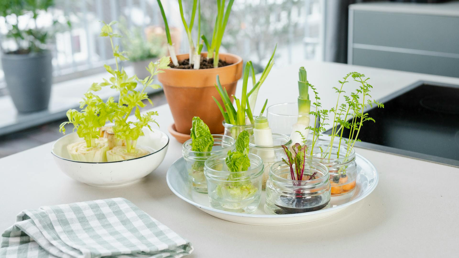 Scarti di ortaggi da cui si ottengono nuove piante