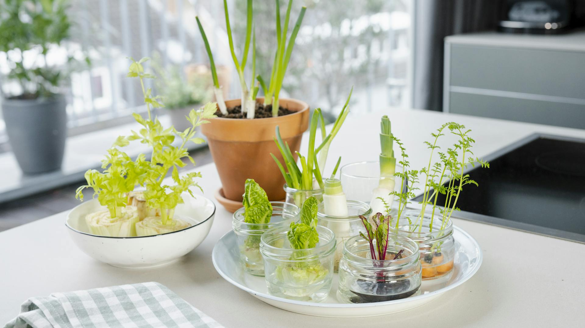 Gemüsepflanzen, die aus Abfällen neu herangezogen werden