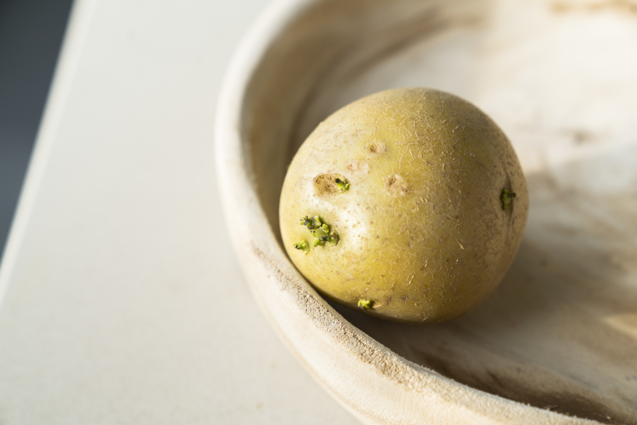 Keimende Kartoffel für Regrowing