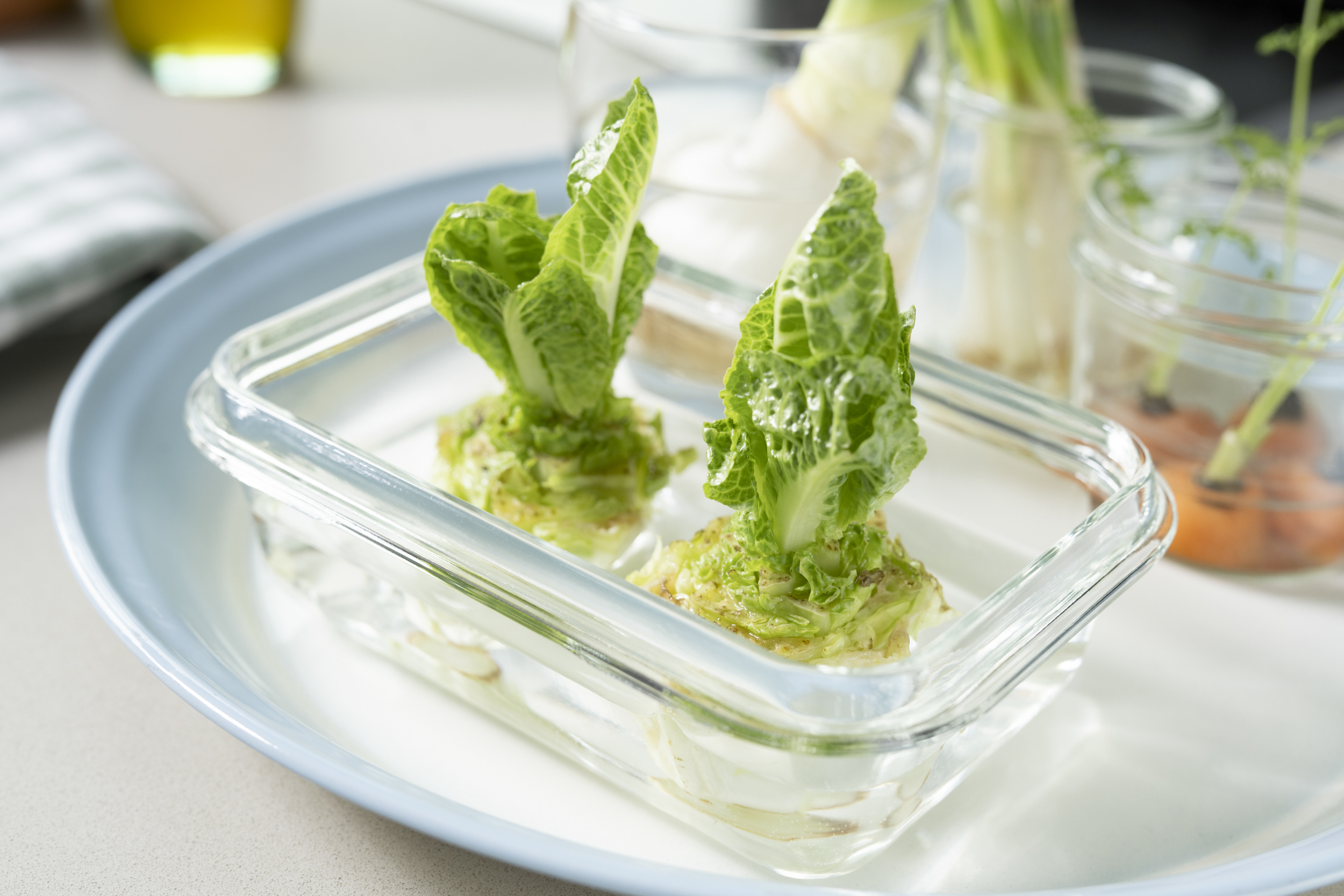 Nachwachsender Salat aus Salatstrünken in mit Wasser gefüllter Schüssel