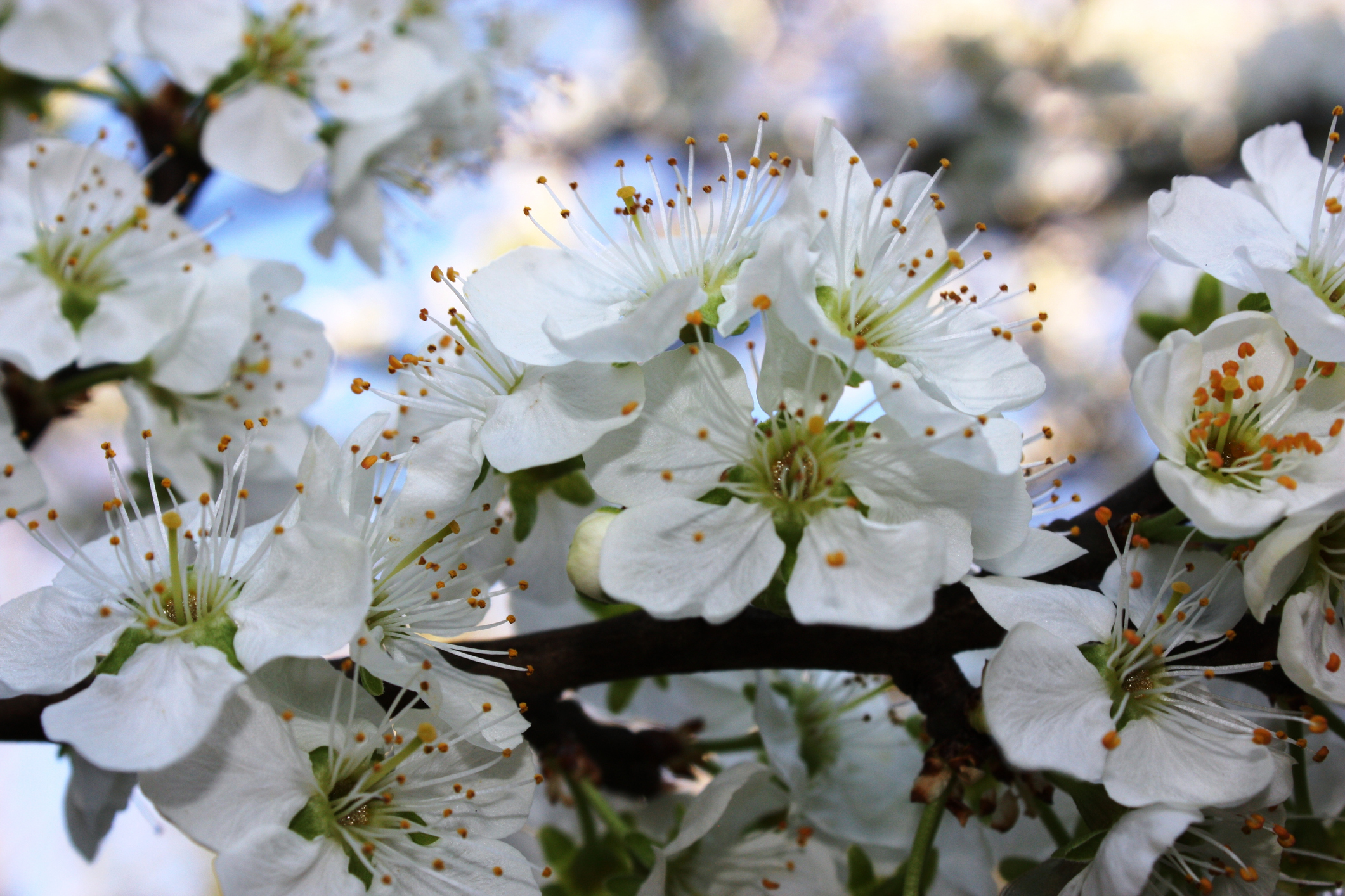 Renekloden – wichtige Eigenschaften im Überblick | OBI