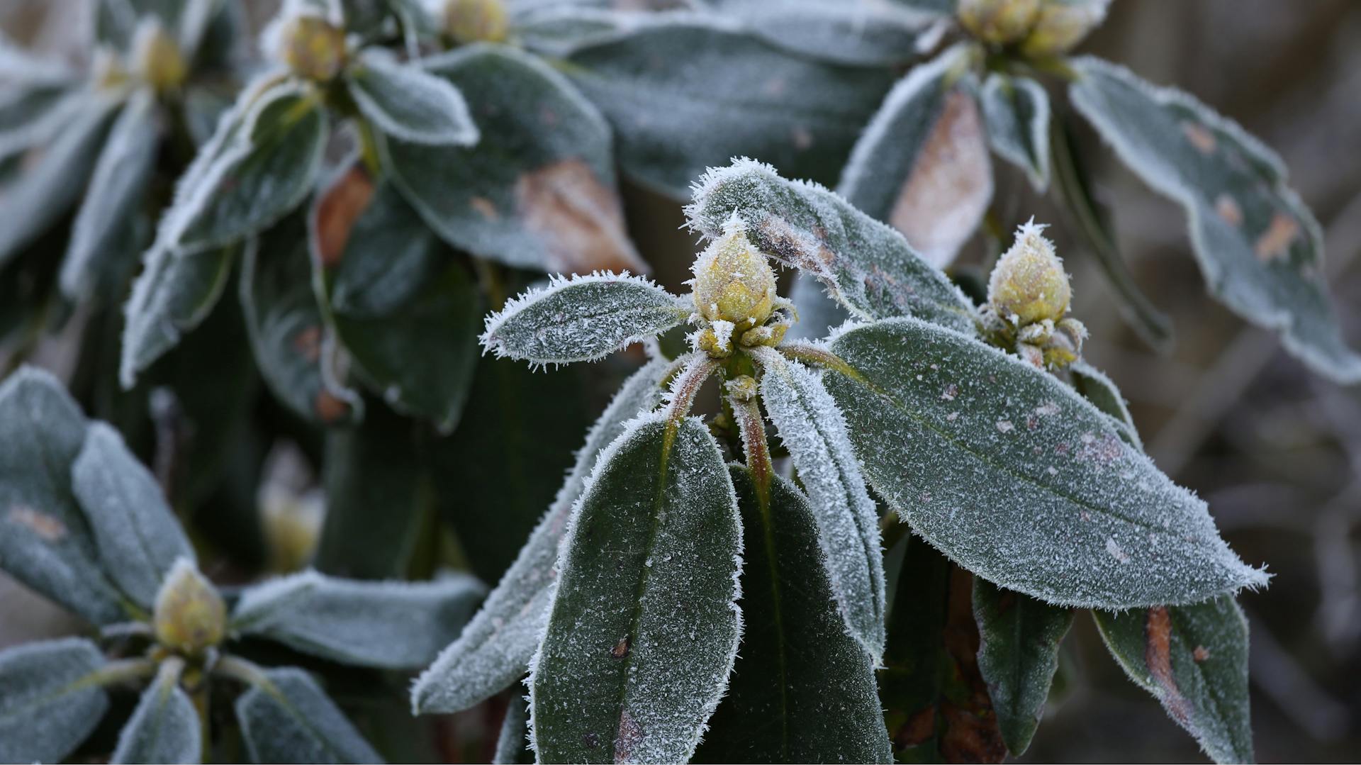 Rhododendron im Winter mit Raureifschicht überzogen
