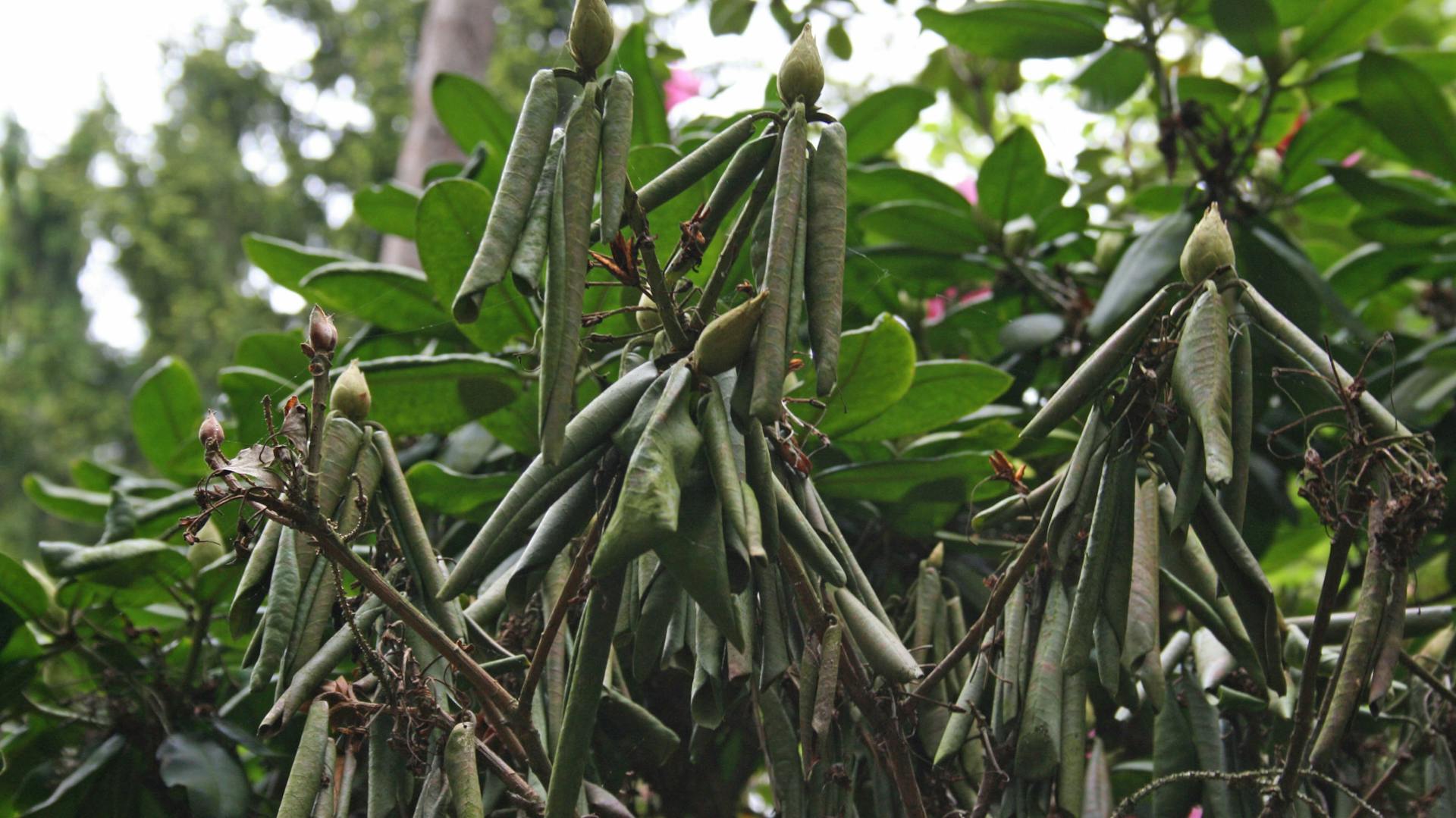 Zweigsterben am Rhododendron, erkennbar durch senkrecht hängende, eingerollte Blätter.