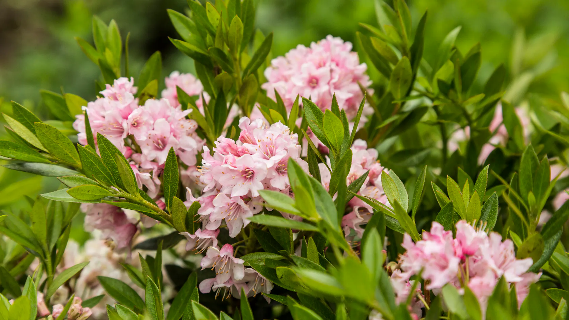 Blühender Rhododendron
