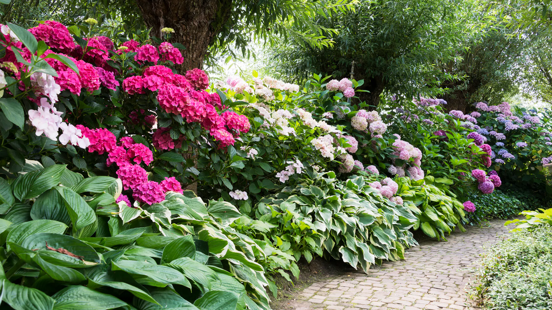 Rhododendron im Halbschatten