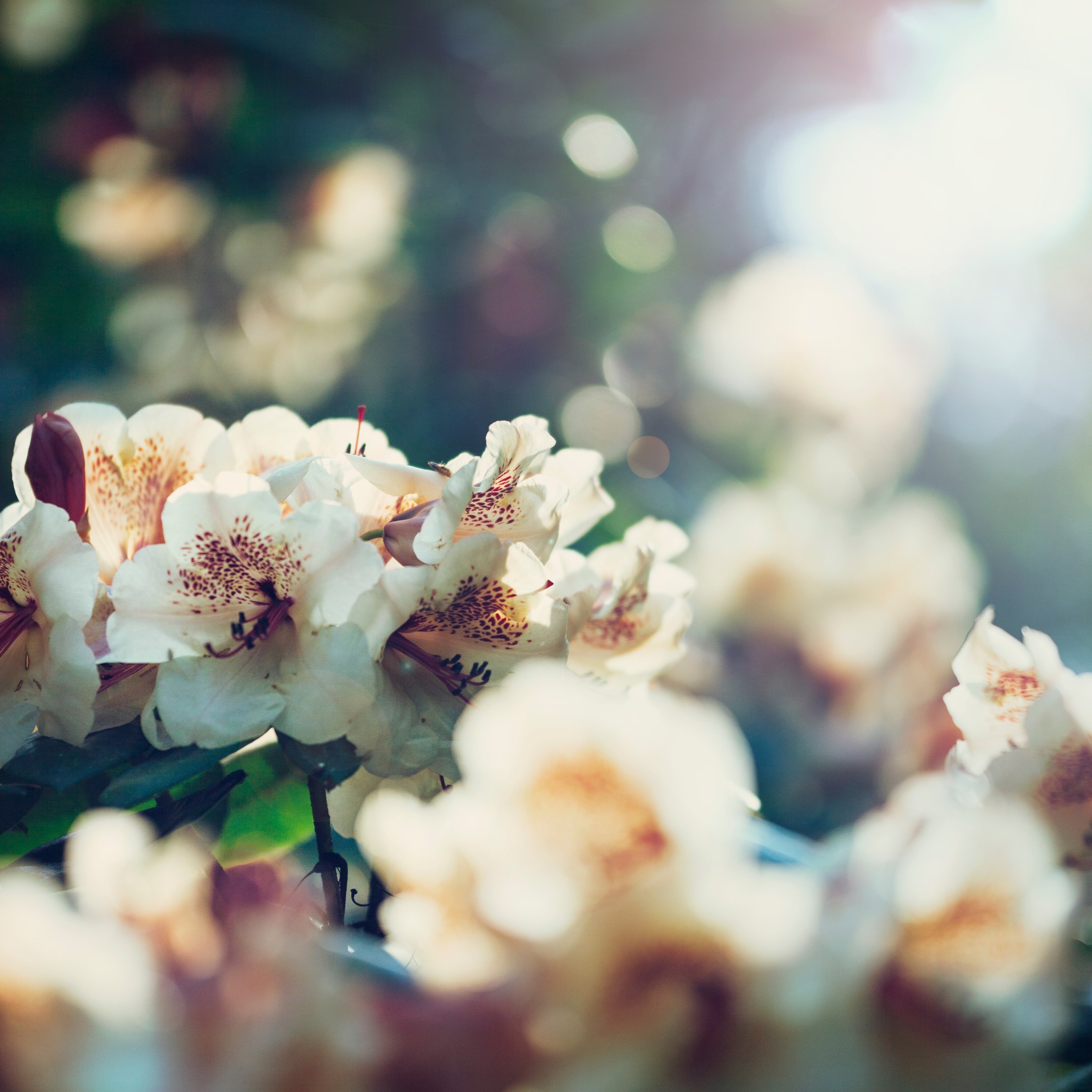 Funkien pflanzen und pflegen So gelingt es dir OBI