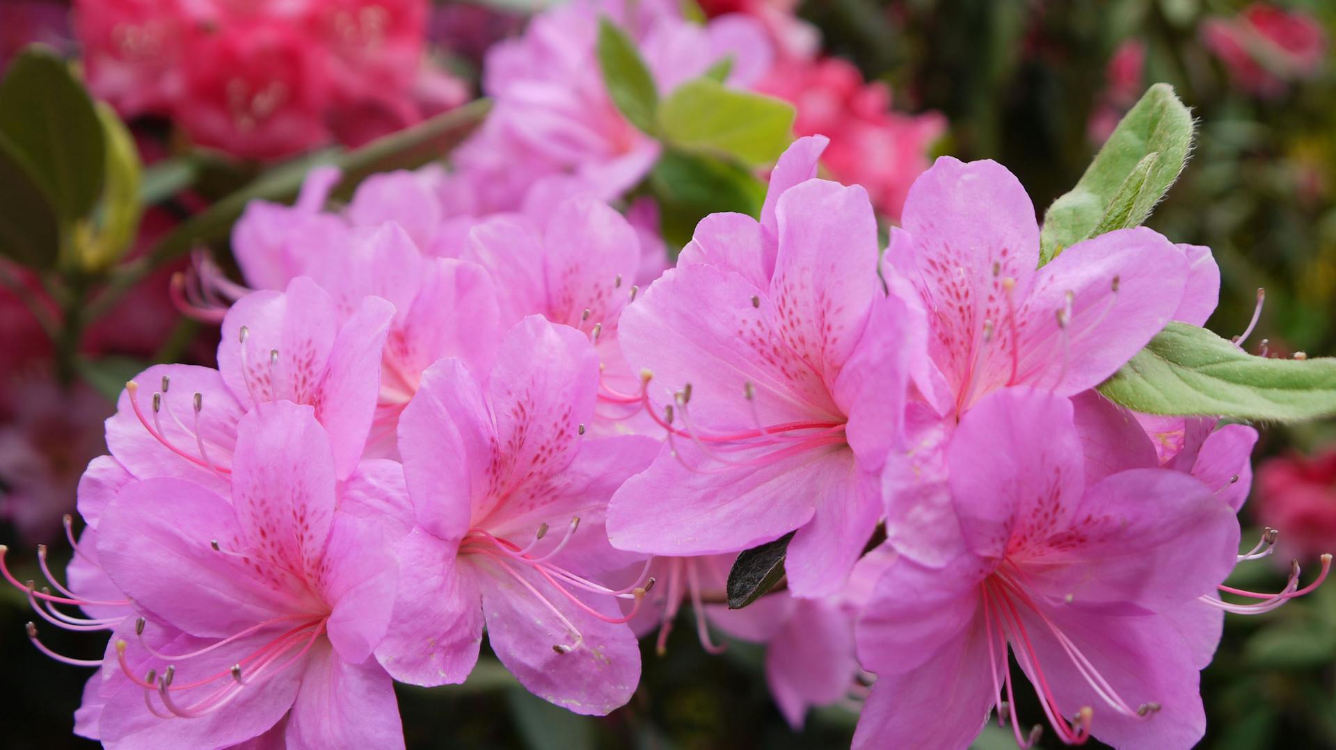 Pink blühender Rhododendron.