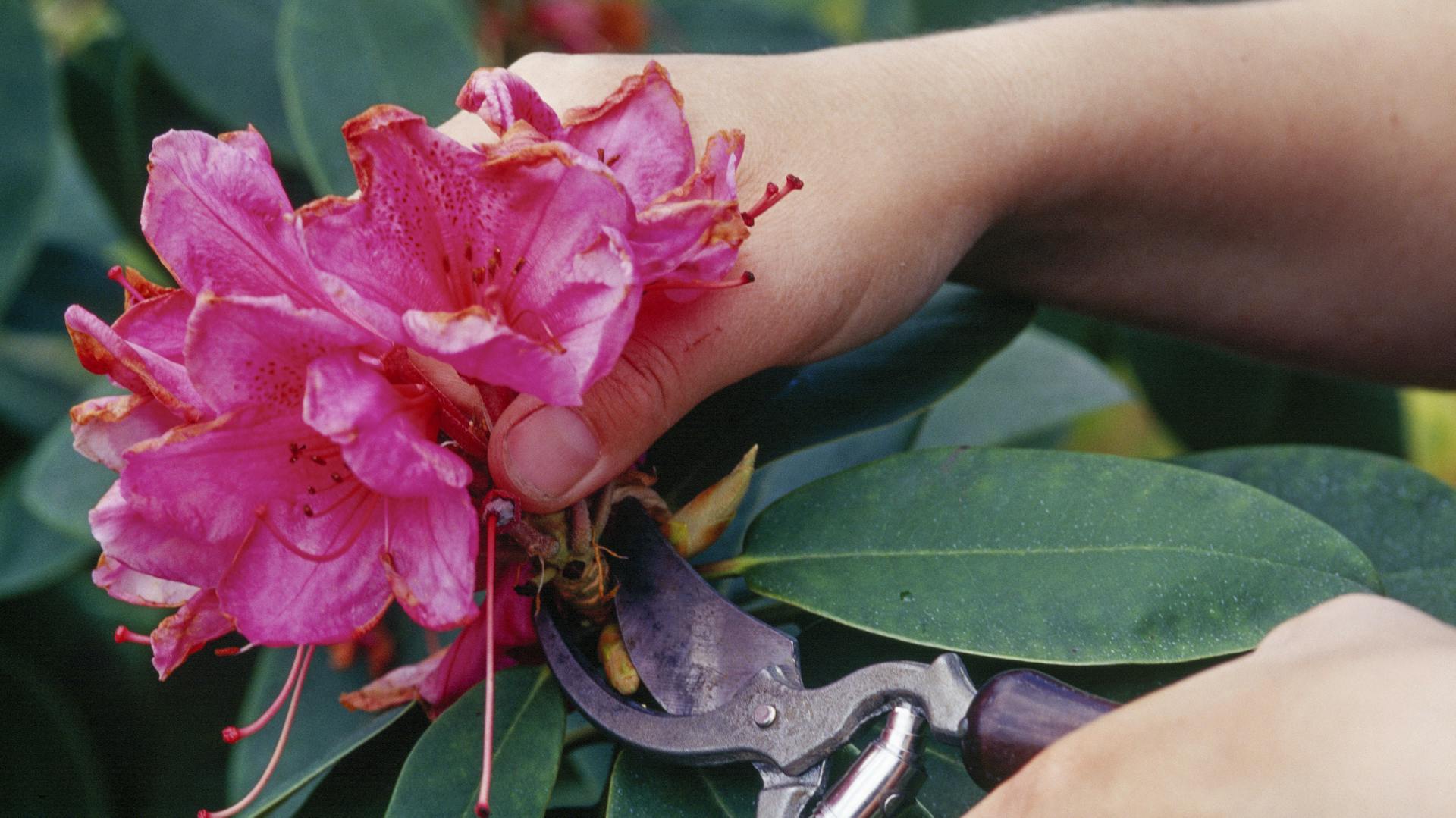 Jemand schneidet eine Rhododendronblüte mit einer Gartenschere.