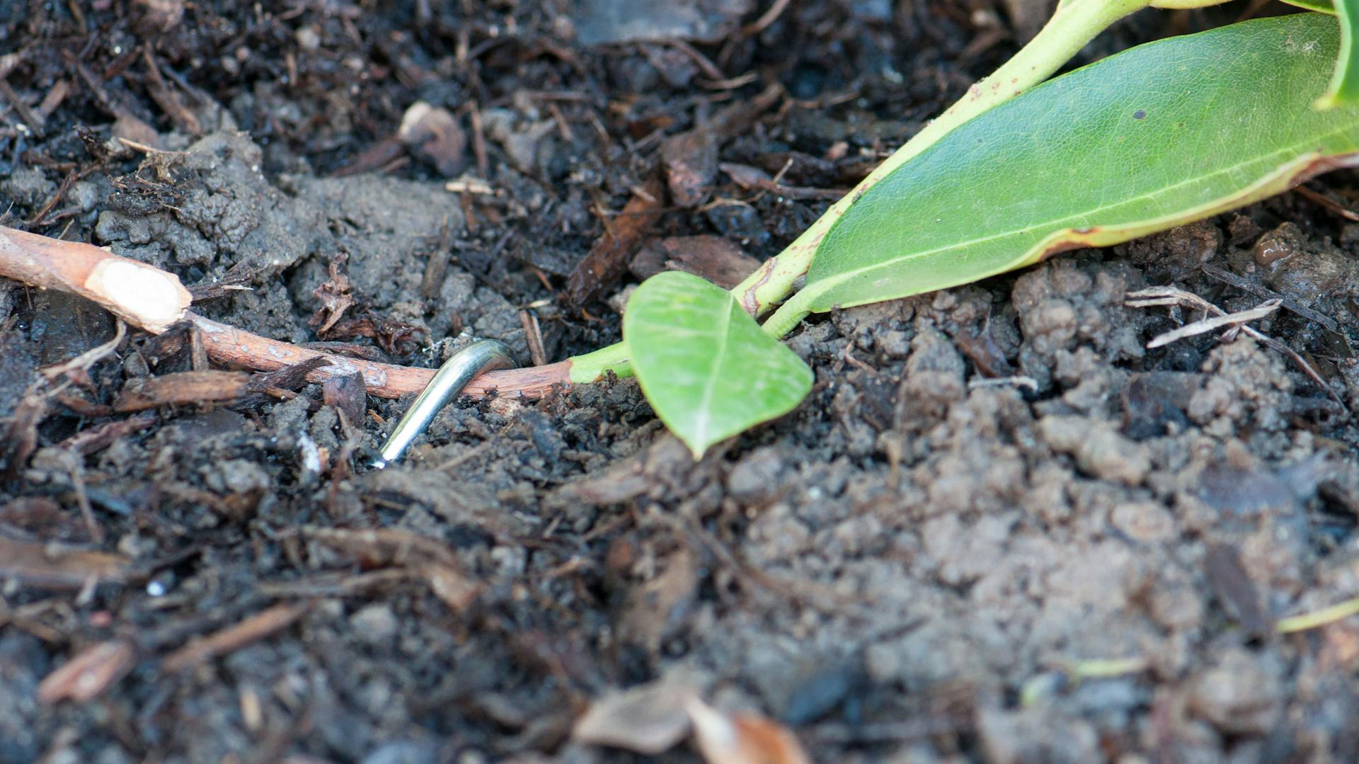 Rhododendron-Ableger in der Erde.