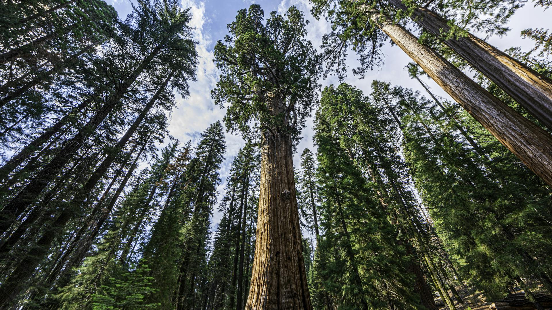 Riesen-Mammutbäume im Wald