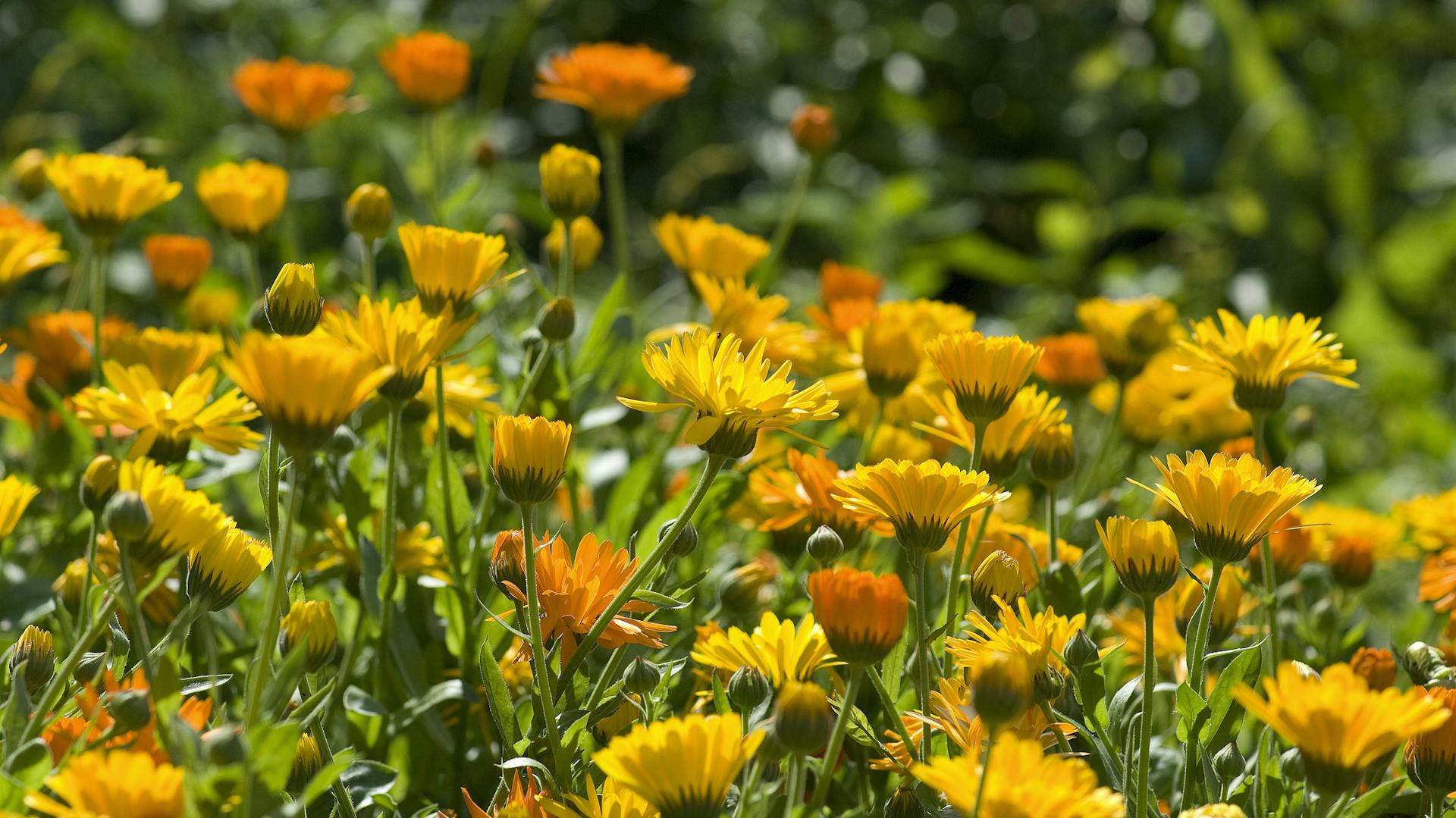 Blühende Ringelblumen