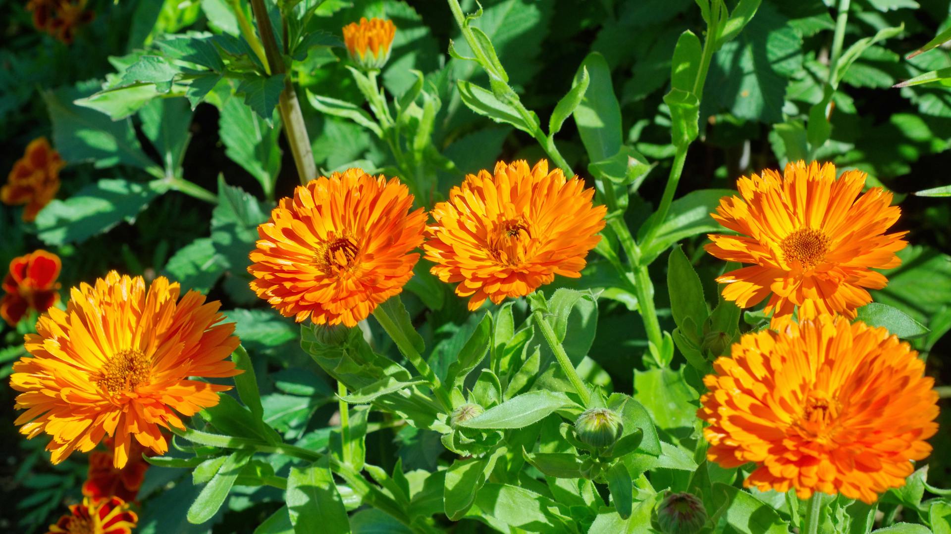 Orangefarbene Ringelblumen