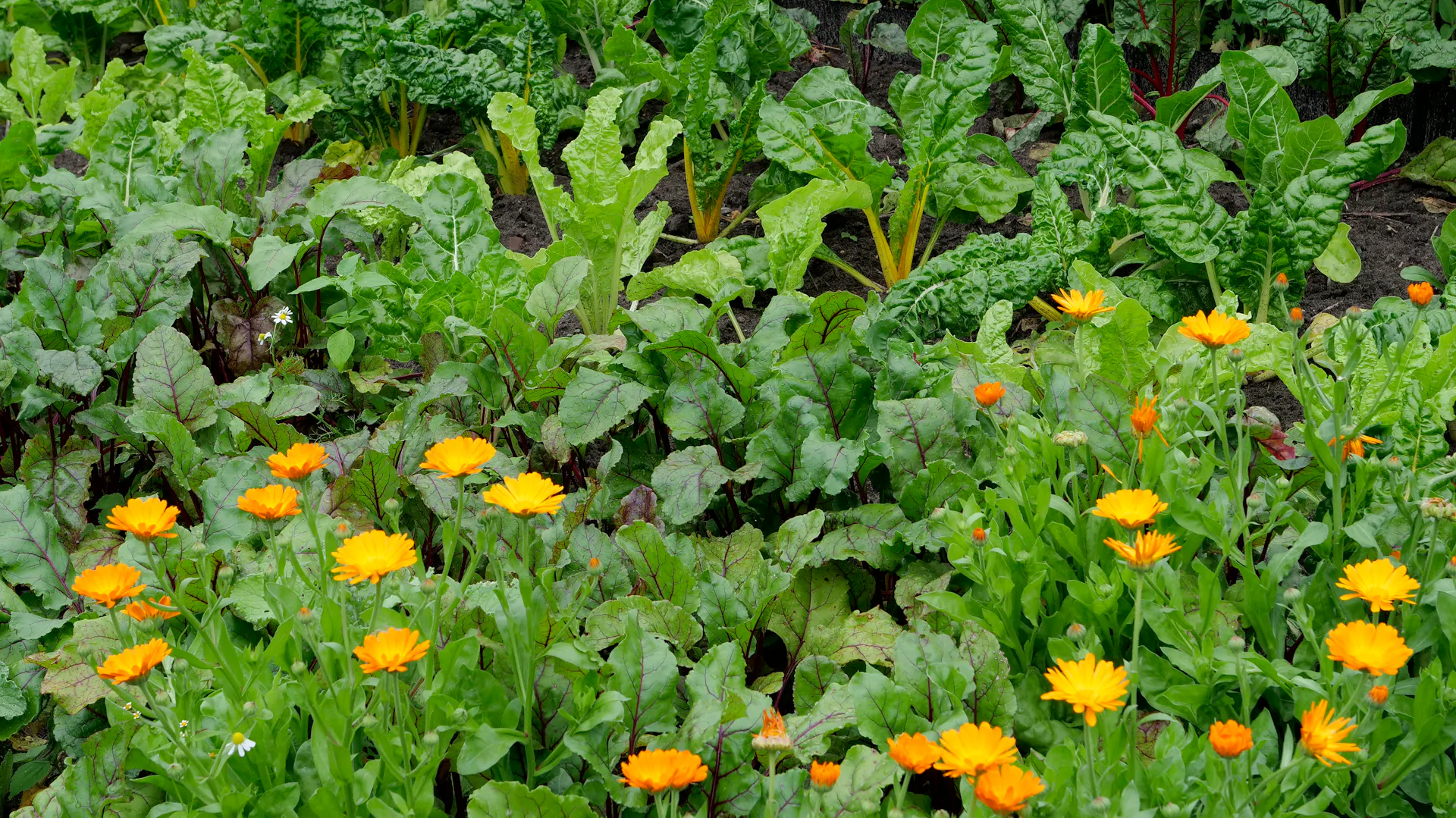 Ringelblumen im Beet.
