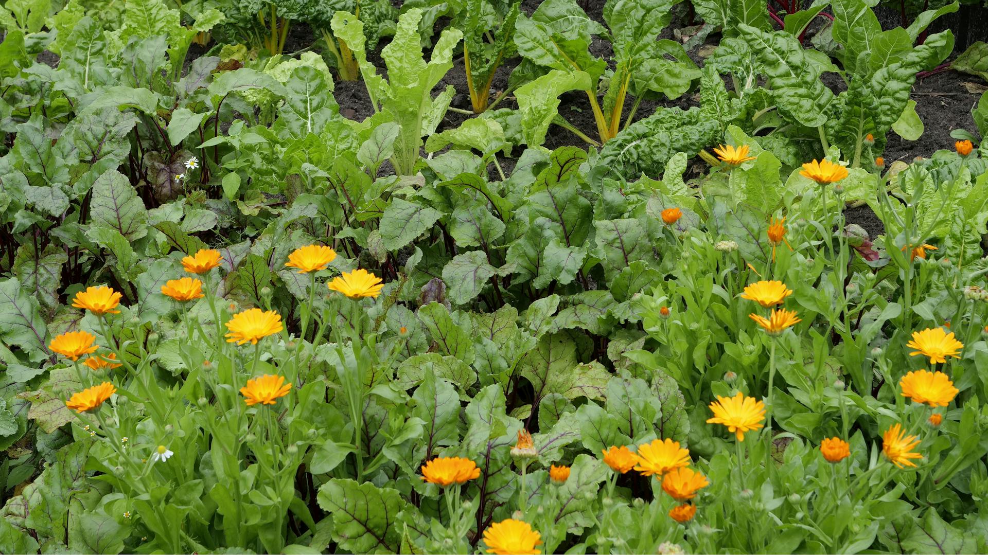 Ringelblumen in einem Gemüsebeet.