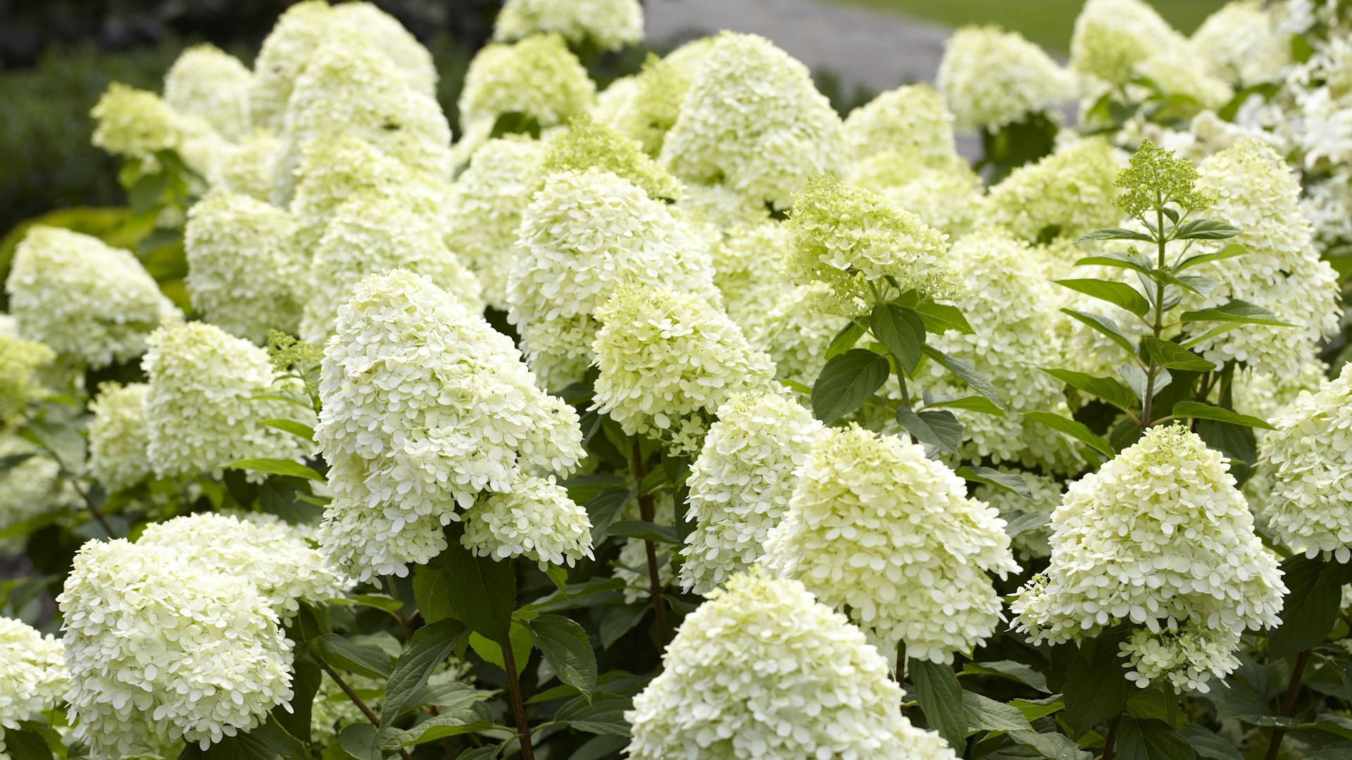 Weiß-gelblich blühende Rispenhortensie.