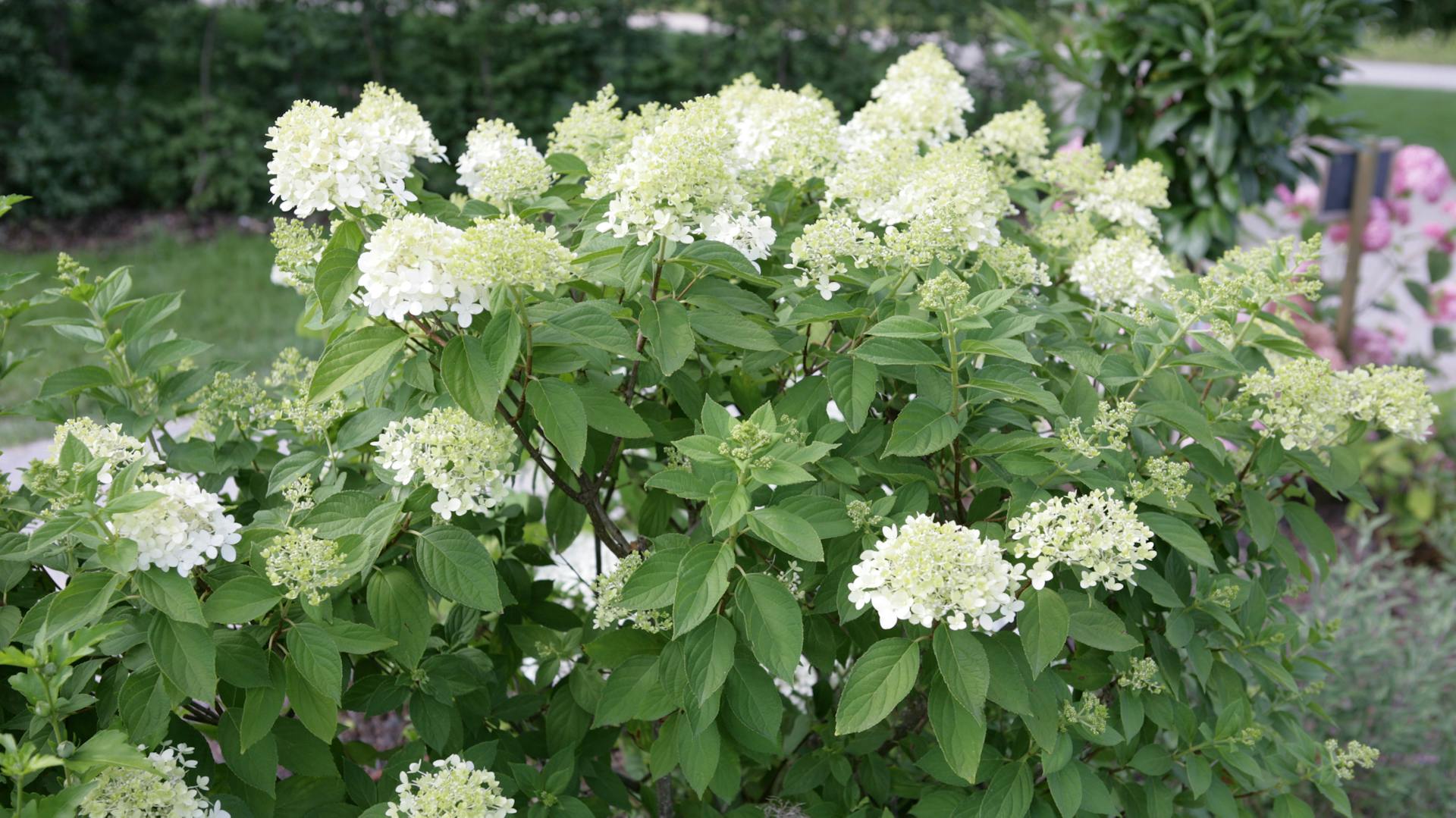 Weiß blühender Rispenhortensienstrauch im Beet.