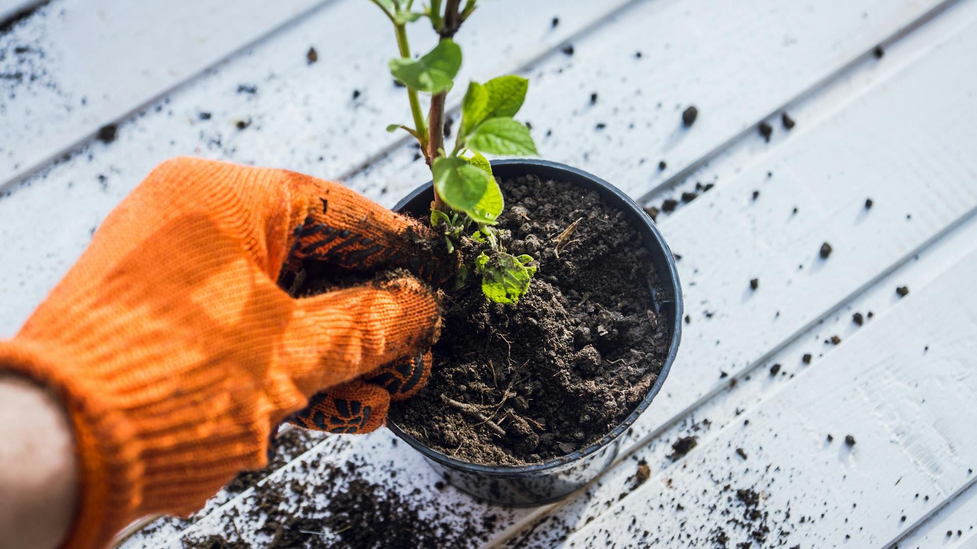 Junge Rispenhortensie wird in einen kleinen Pflanztopf gepflanzt.