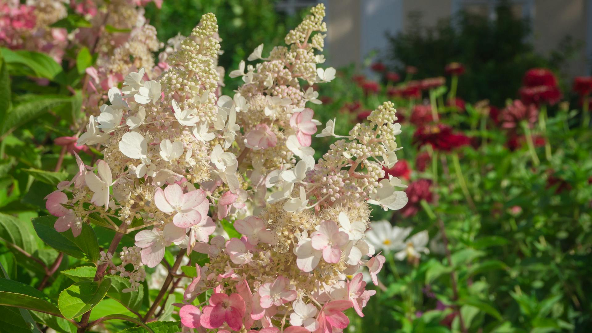 Weiß bis rosa blühende Blütenstauden der Rispenhortensiensorte „Pinky Winky“