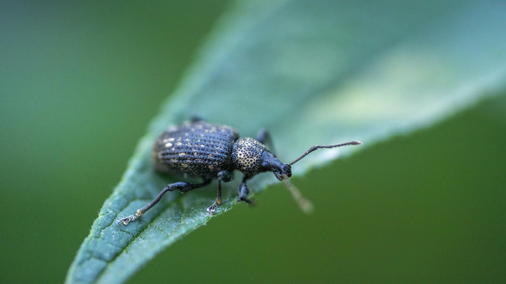 Dickmaulrüssler auf einem Blatt.