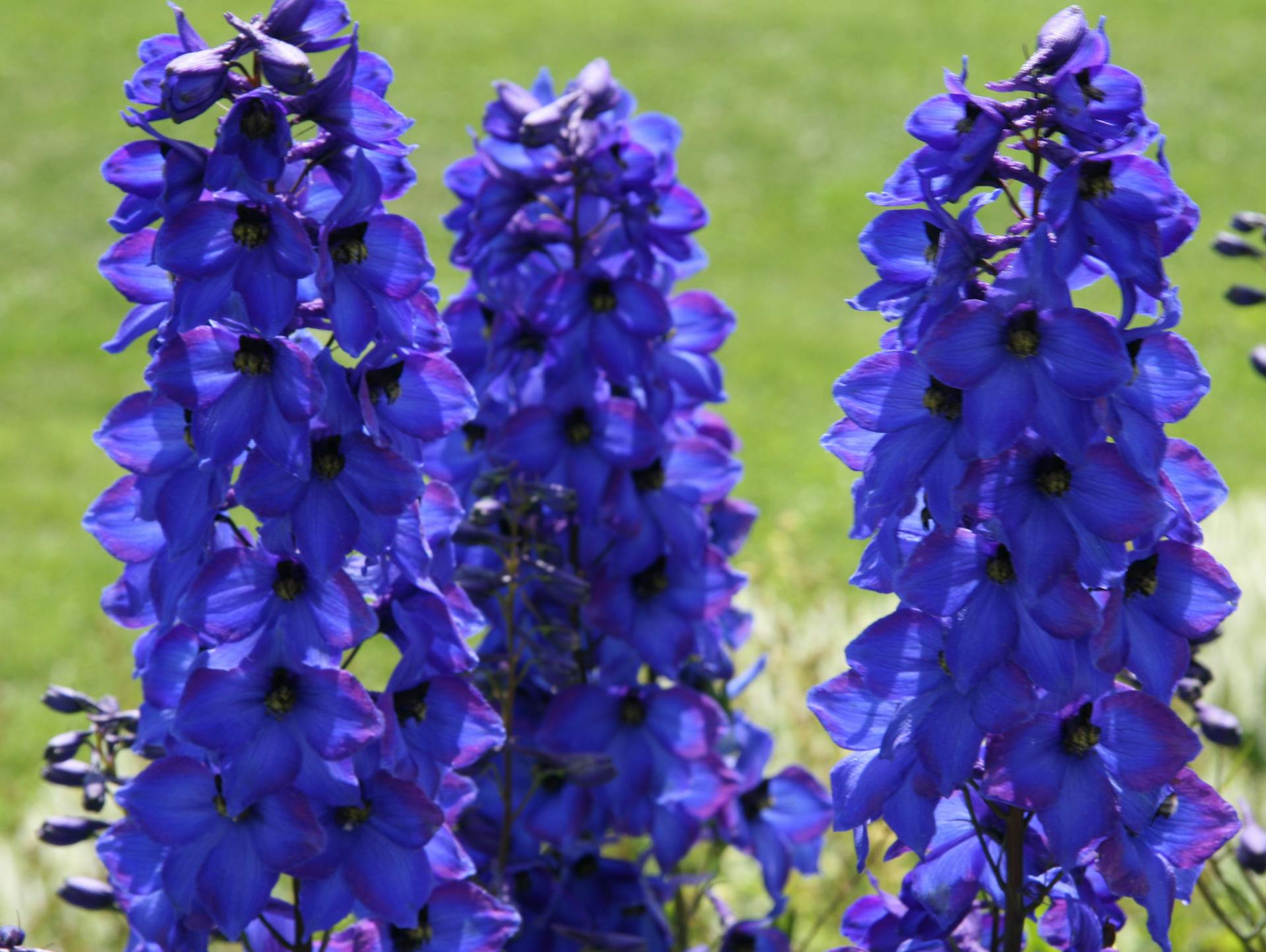 Rittersporn mit dunkelblauen, vollen Blütenrispen