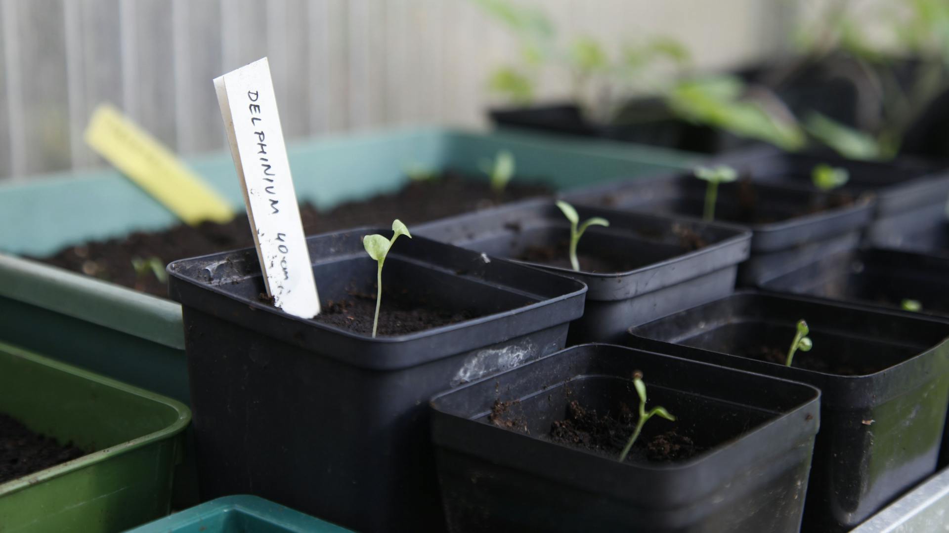 Keimlinge von Rittersporn in Anzuchttöpfen