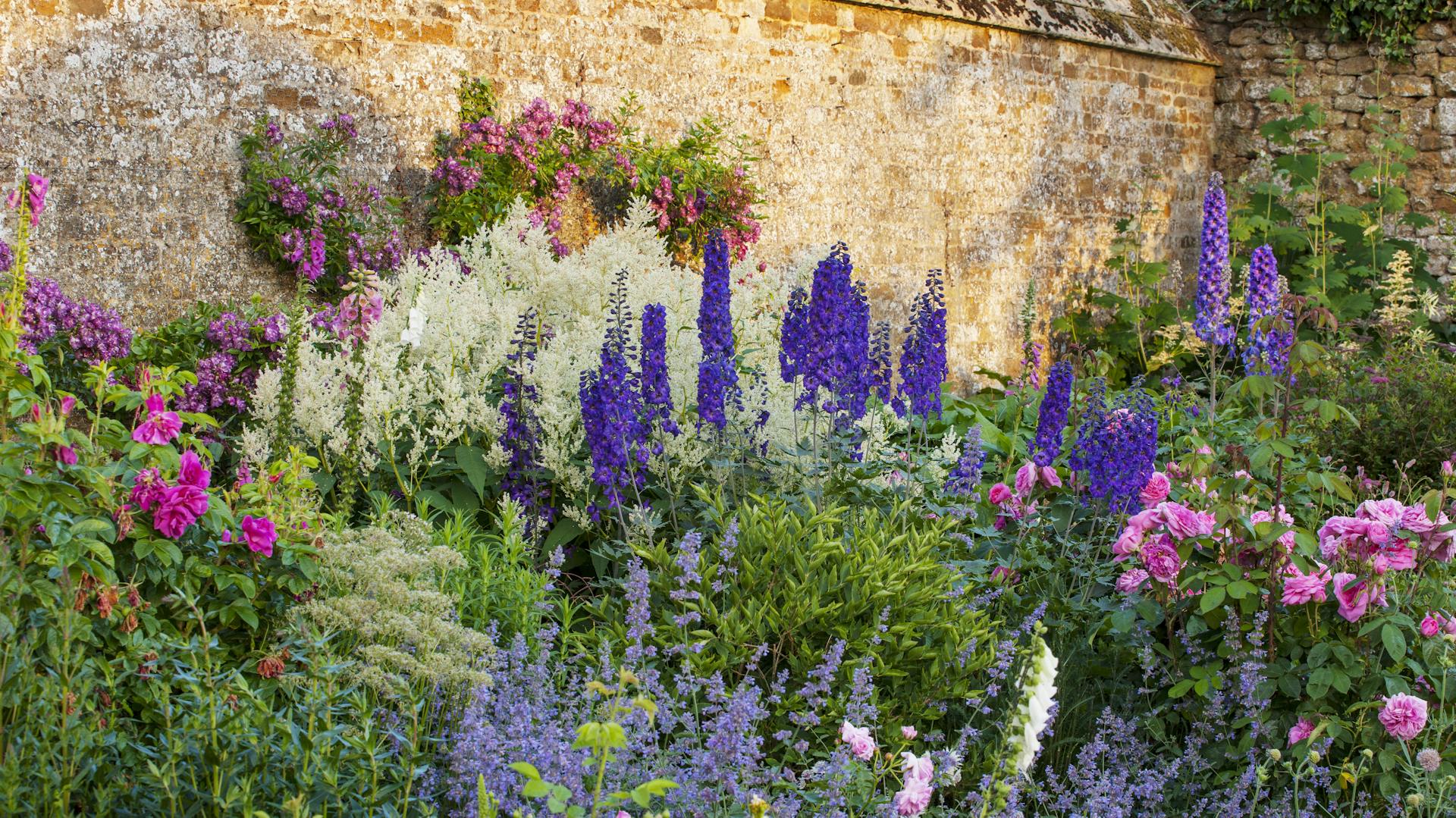 Rittersporn im Beet neben Gartenmauer