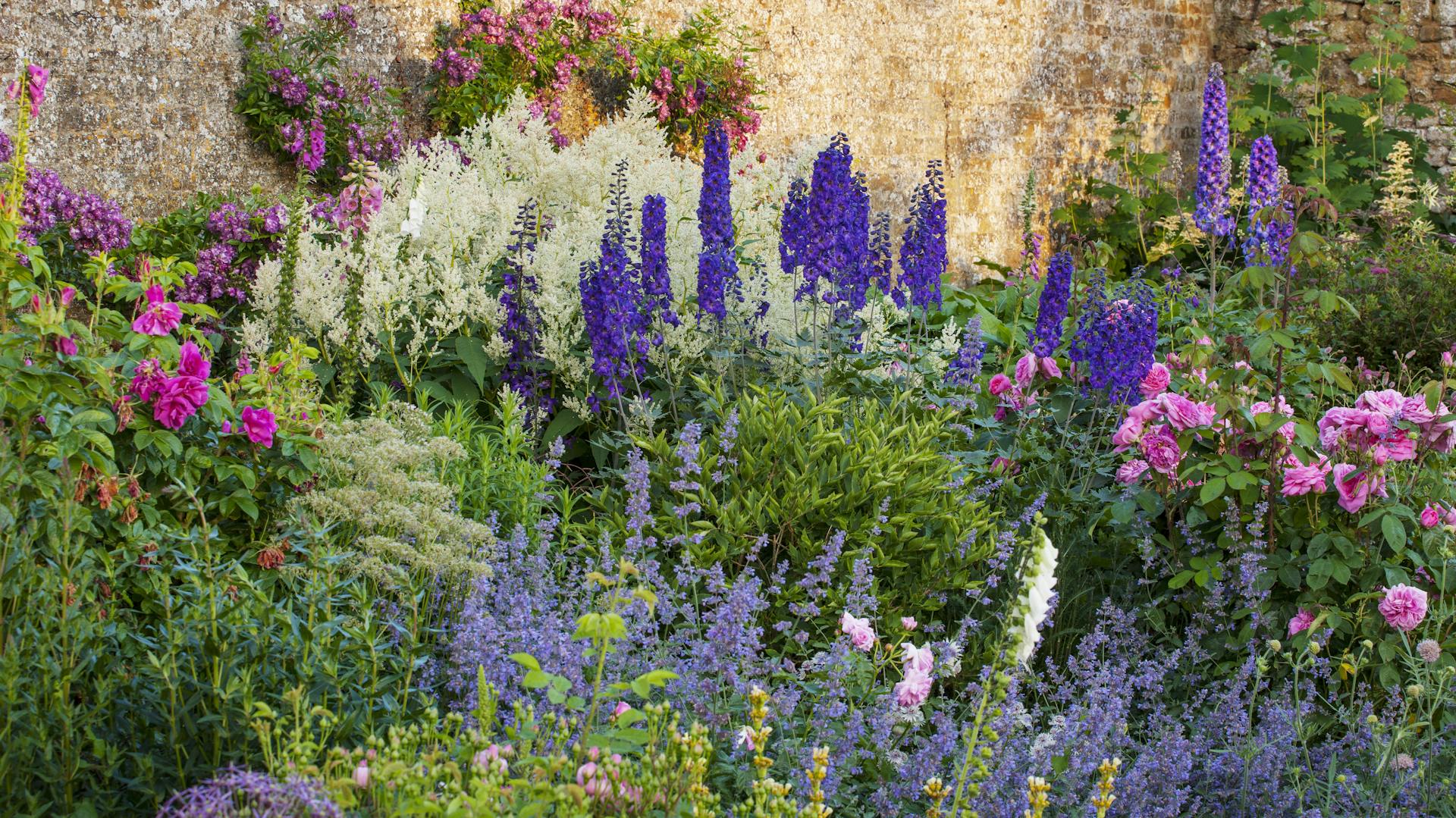 Rittersporn in einem bunten Blumenbeet